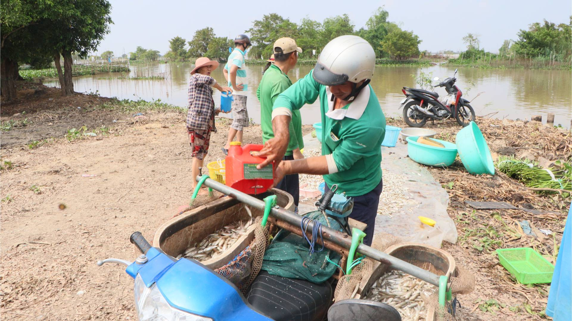 Cá linh được các cơ sở thu mua để làm nước mắm hay làm mắm.