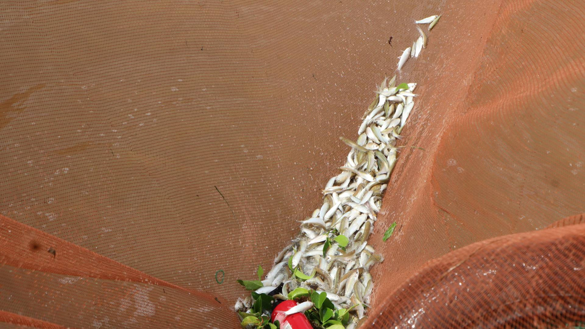 Một ngày kéo dồn bắt hàng trăm ký cá linh.