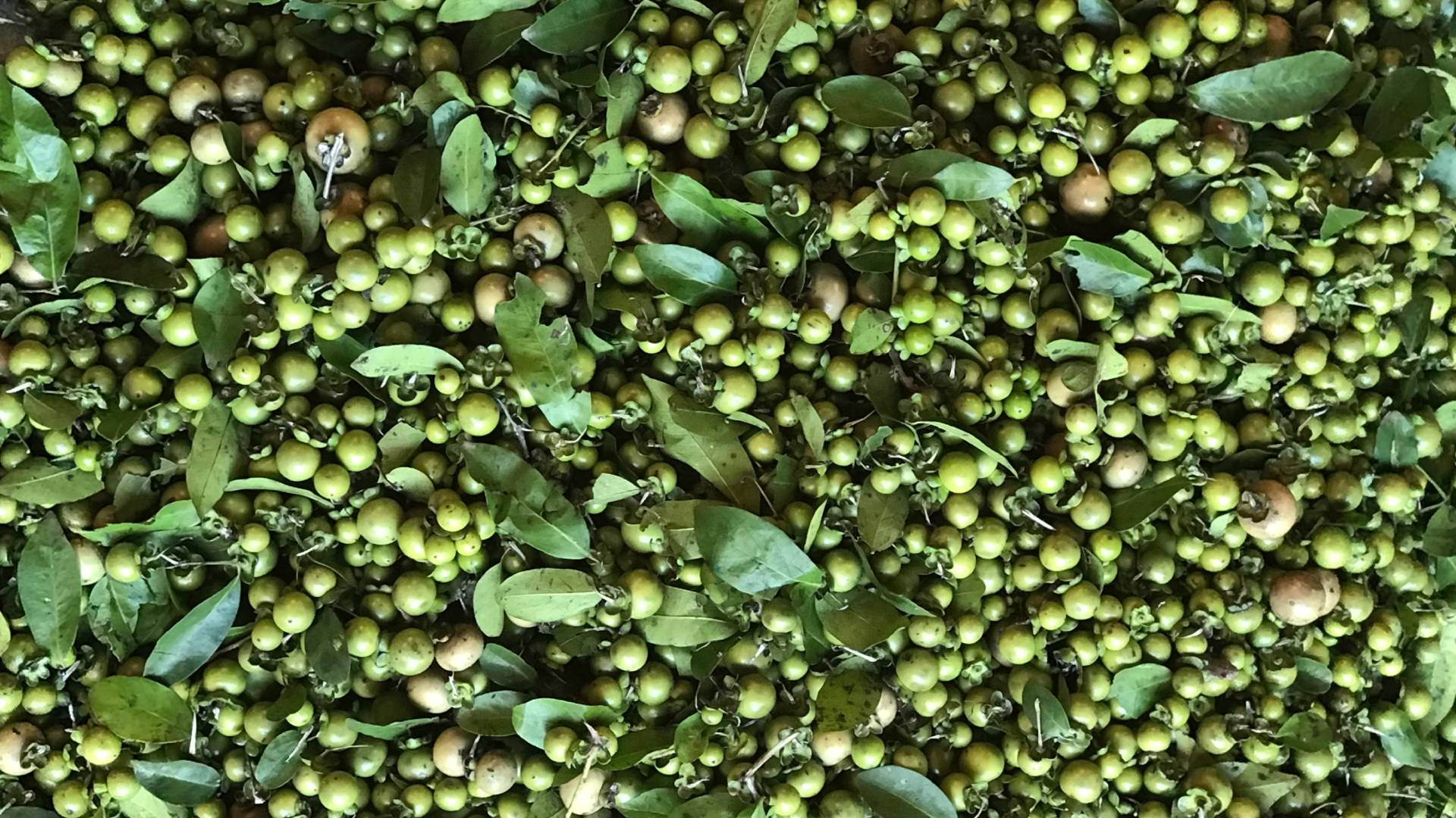 Trái mặc nưa giúp lụa lên màu đẹp.