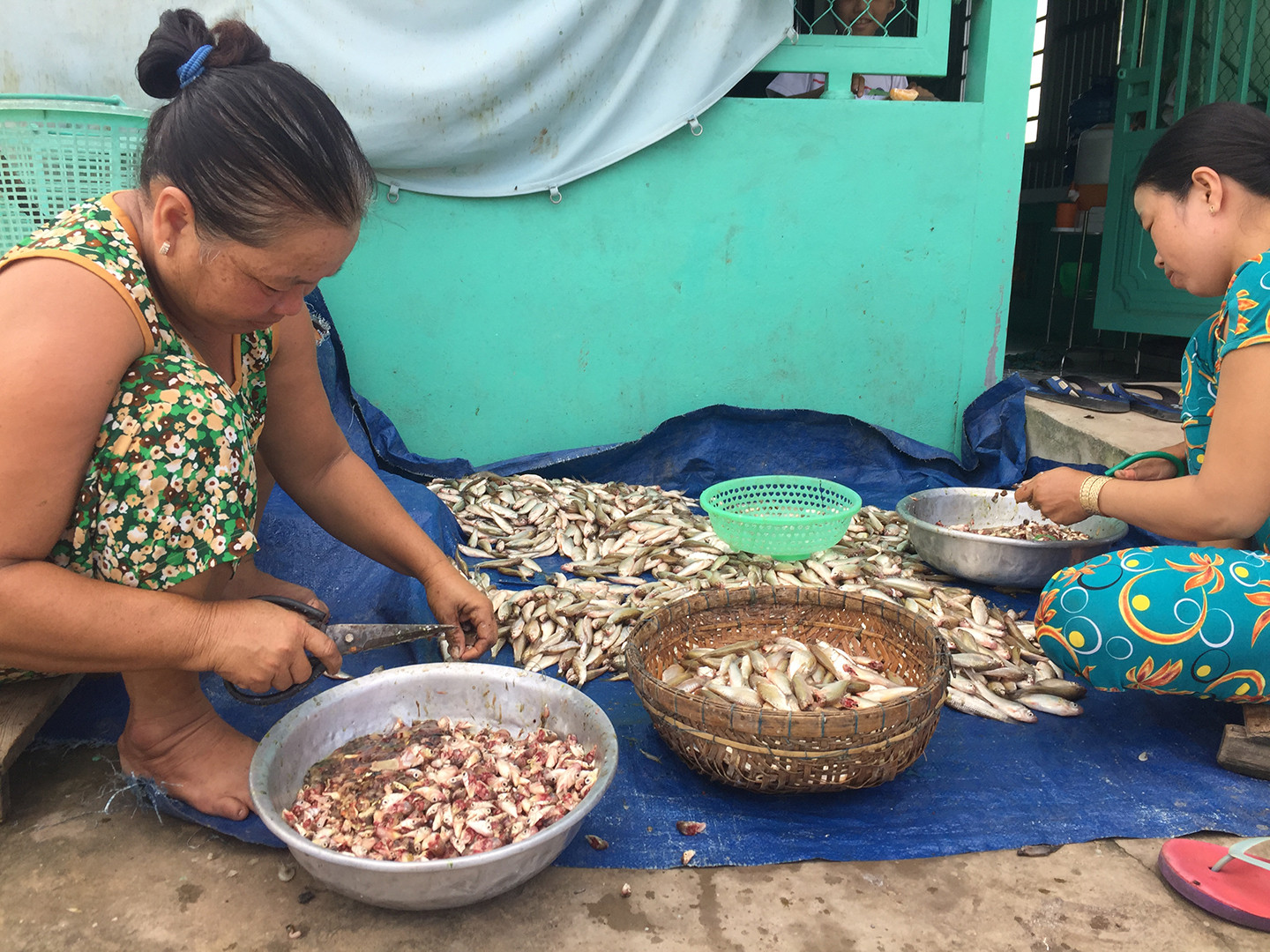 Làm cá linh ủ mắm ở Châu Đốc.