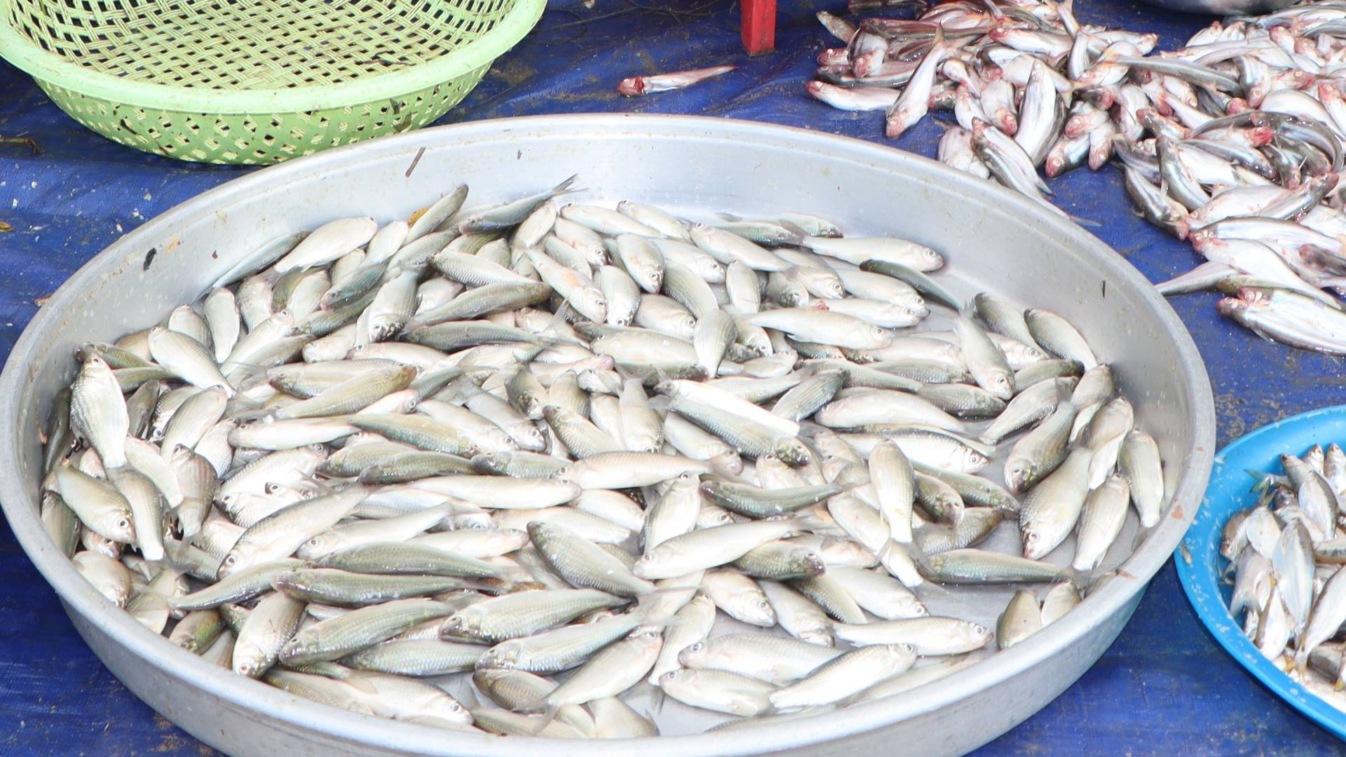 Cá linh mùa này đã lớn dùng để chế biến nước mắm hay nấu canh chua rất ngon.