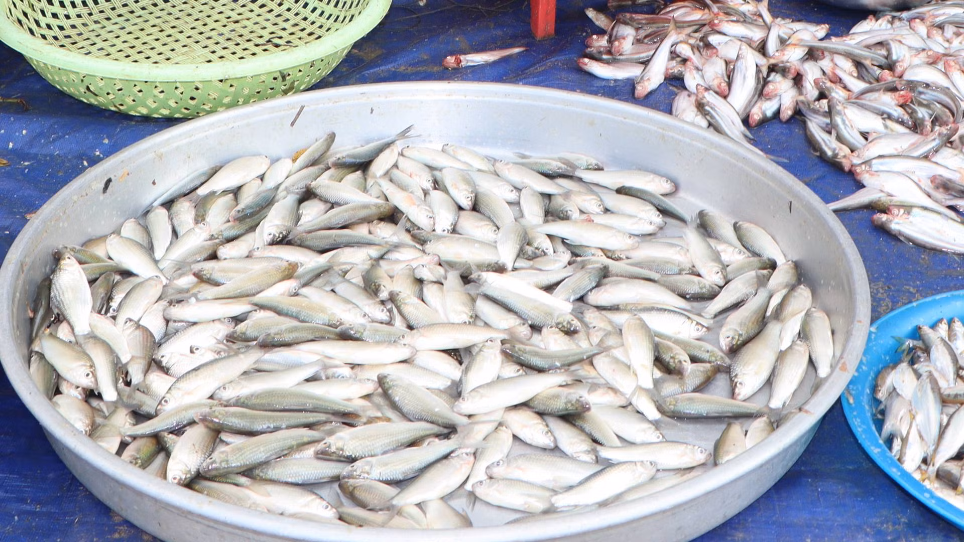 Cá linh mùa này đã lớn dùng để chế biến nước mắm hay nấu canh chua rất ngon.