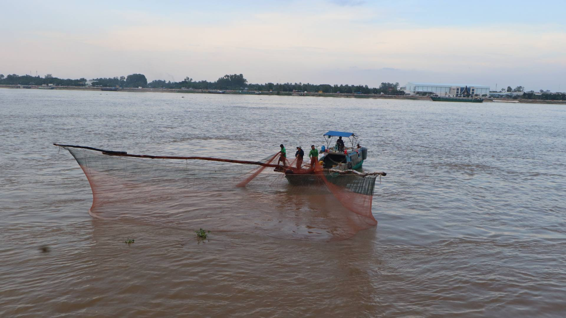Kéo dồn bắt cá linh trên sông Tiền ở thị xã Tân Châu.