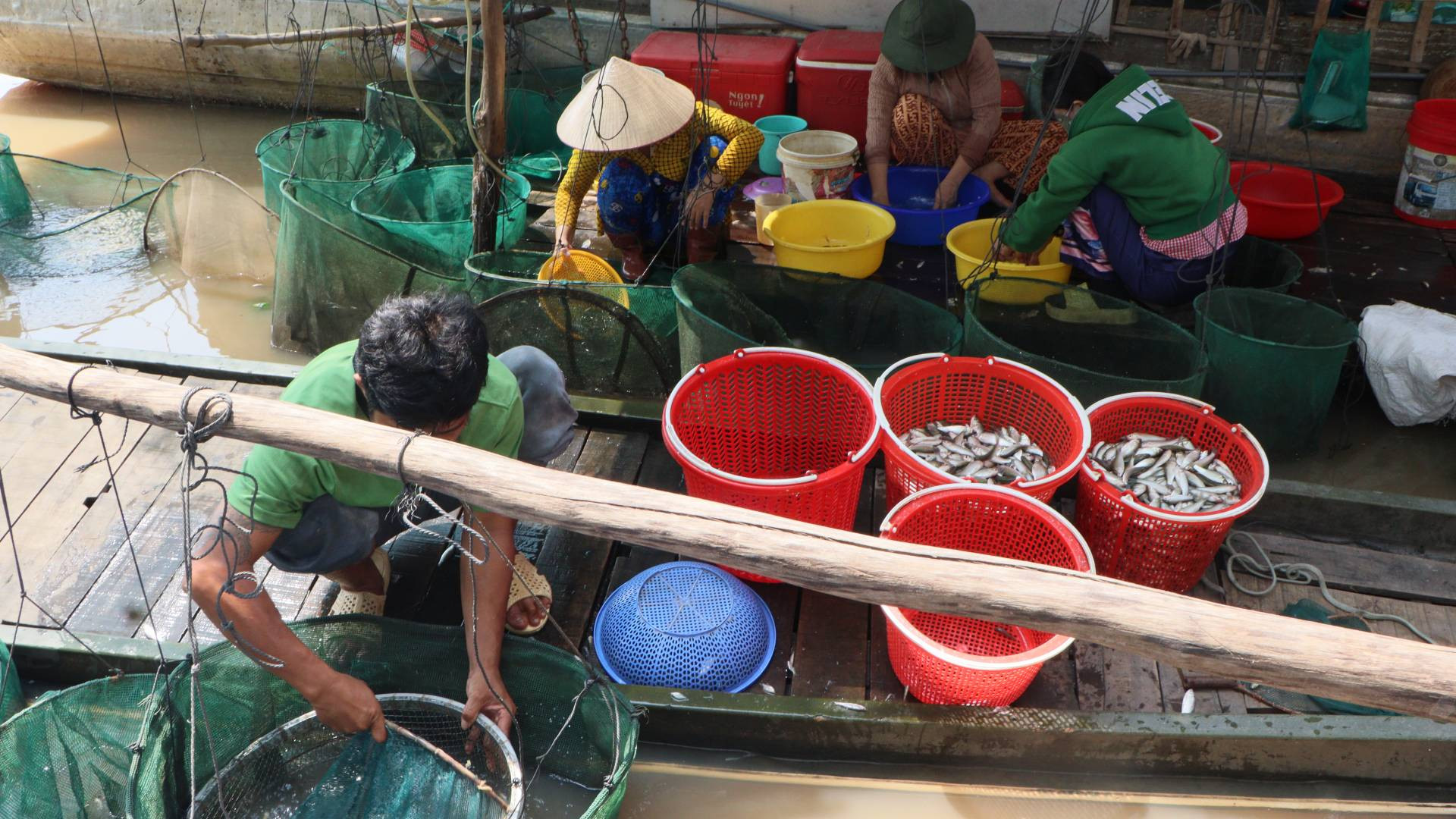 Mùa cá linh giúp nhiều người dân An Giang có thu nhập khá.