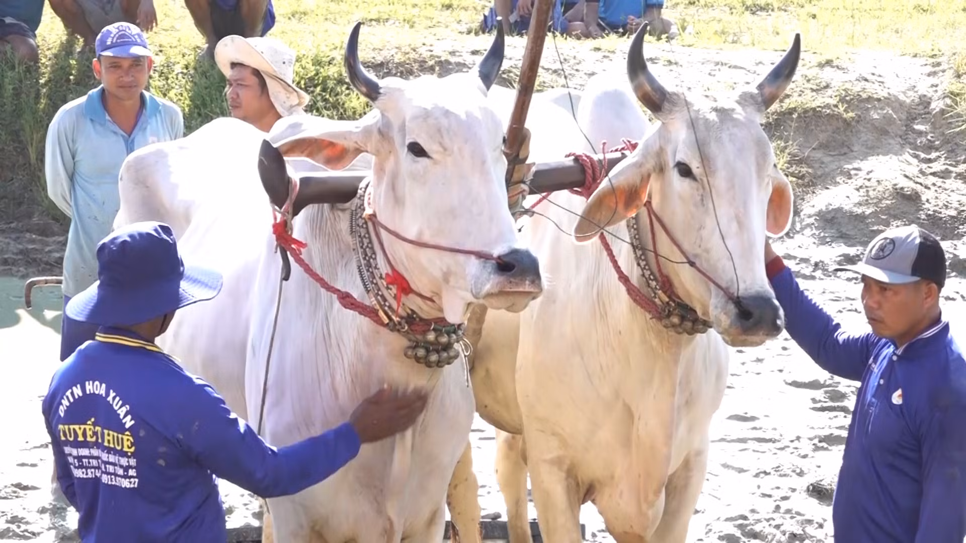 Các chủ bò chăm sóc bò đua trước khi vào sân đua