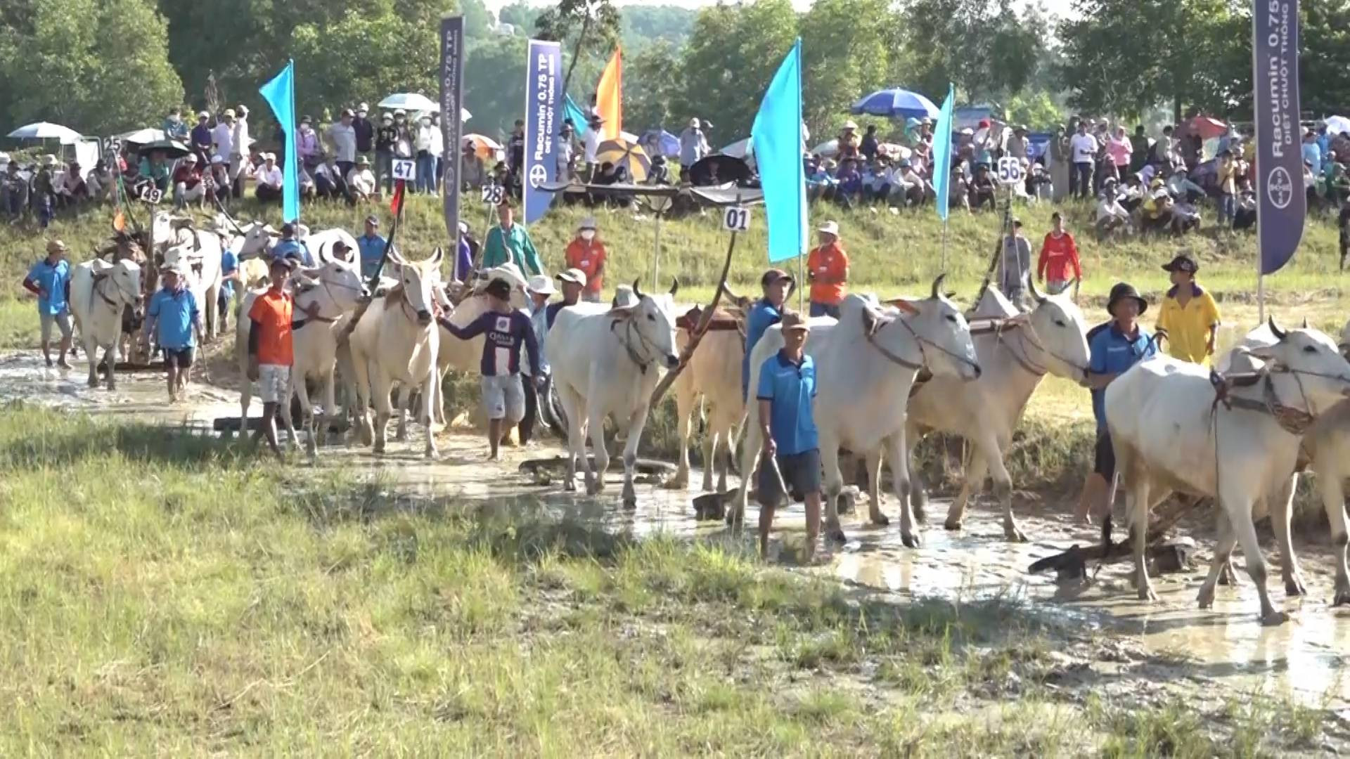 Các chủ bò đưa bò vào sân đua