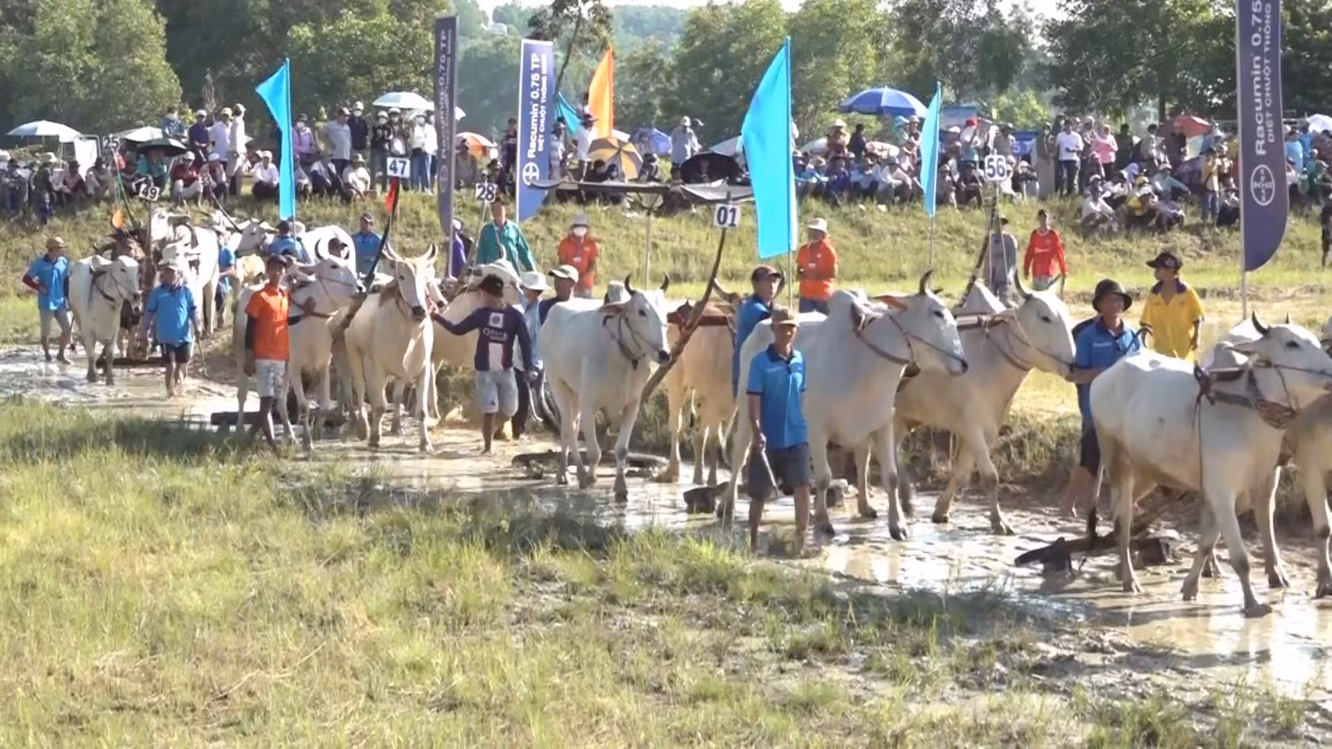 Các chủ bò đưa bò vào sân đua