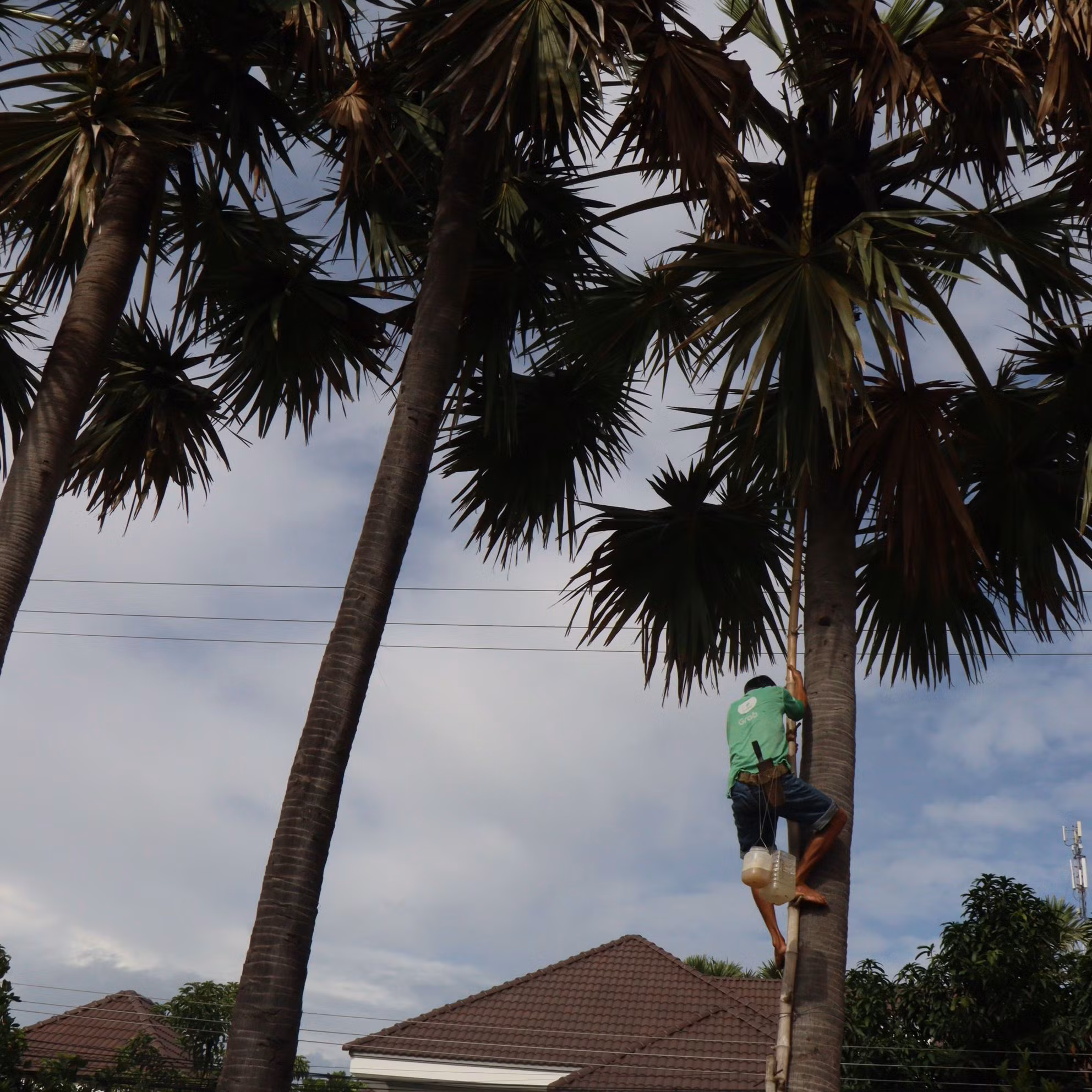 Cây thốt nốt cao từ 10m trở lên nên sơ sẩy có thể dẫn đến nguy hiểm tính mạng.