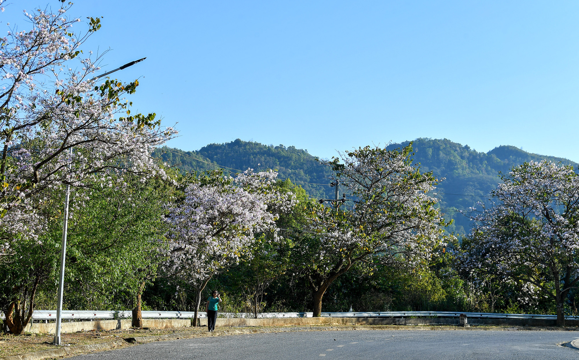 [Ảnh] Thiếu nữ Tây Bắc khoe sắc cùng hoa ban Điện Biên những ngày tháng 3 ảnh 1