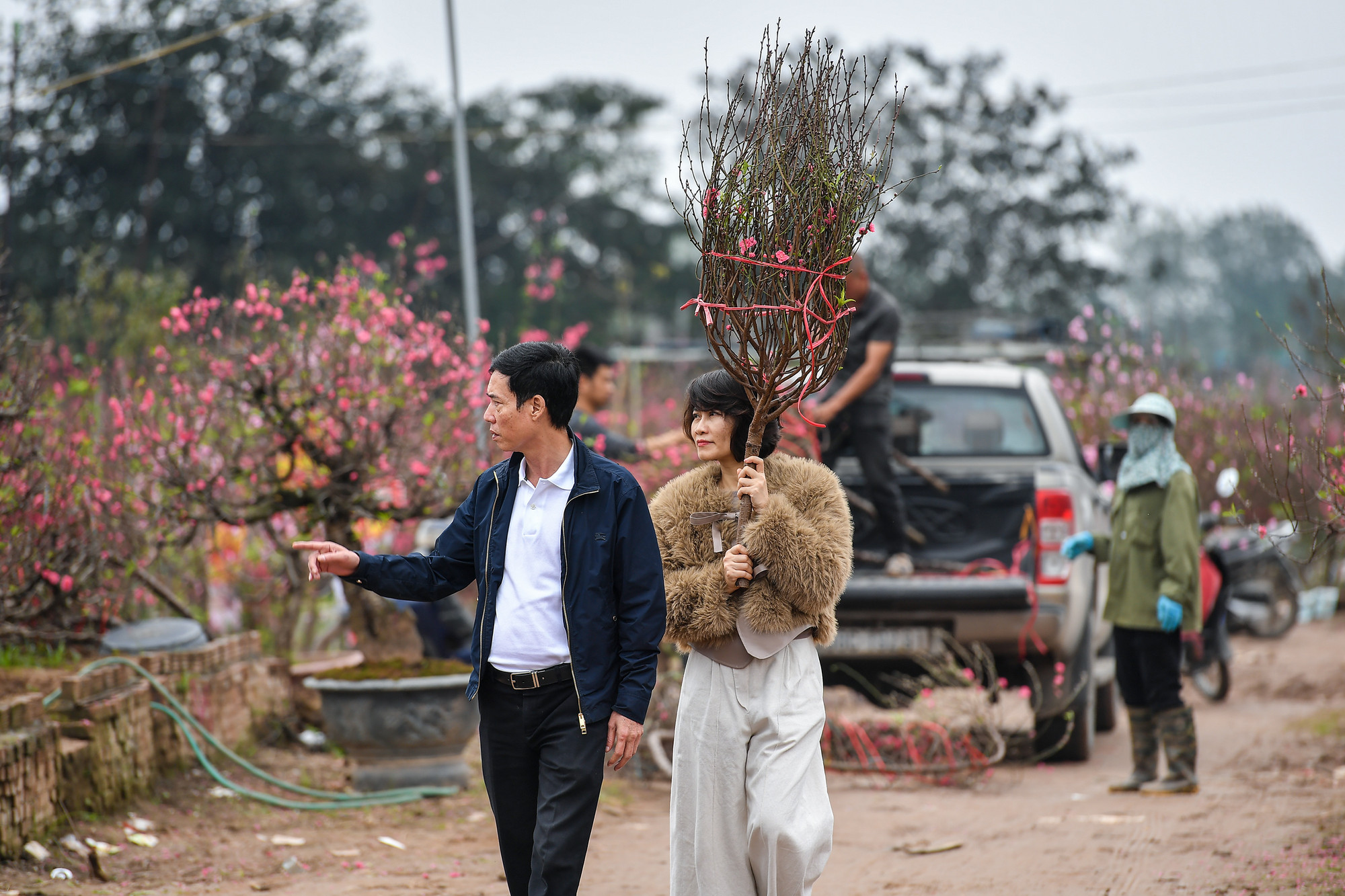 Nhiều người dân Hà Nội tìm đến tận vườn để chọn những cành đào đẹp.