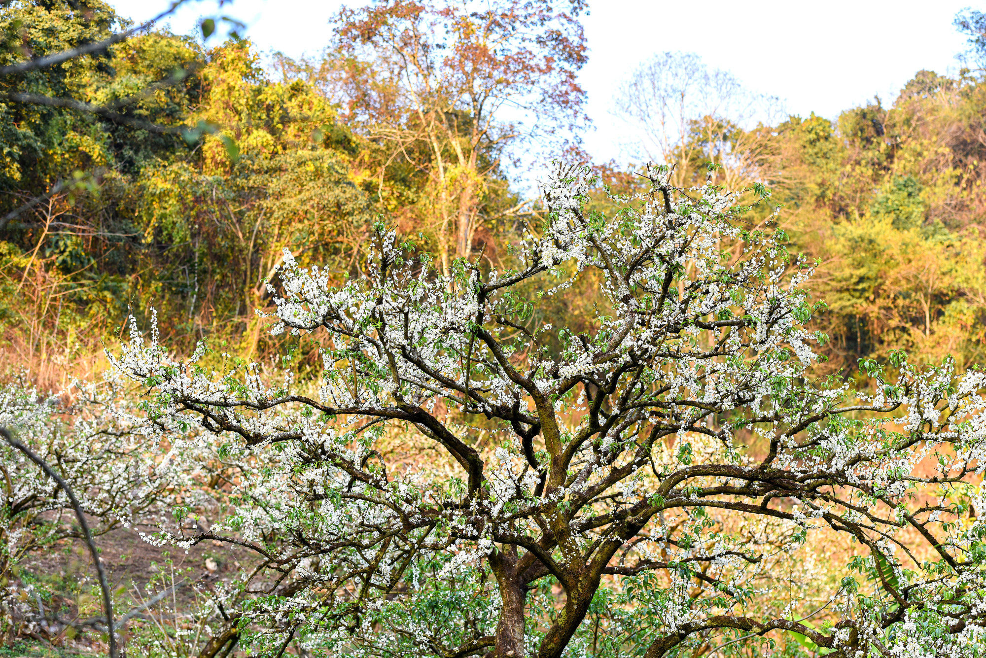 Nằm ở độ cao hơn 1.000m so với mực nước biển, thung lũng mận Mu Náu trải dài trên diện tích 200ha rừng nguyên sinh đan xen hàng chục vườn mơ, vườn mận cổ thụ.