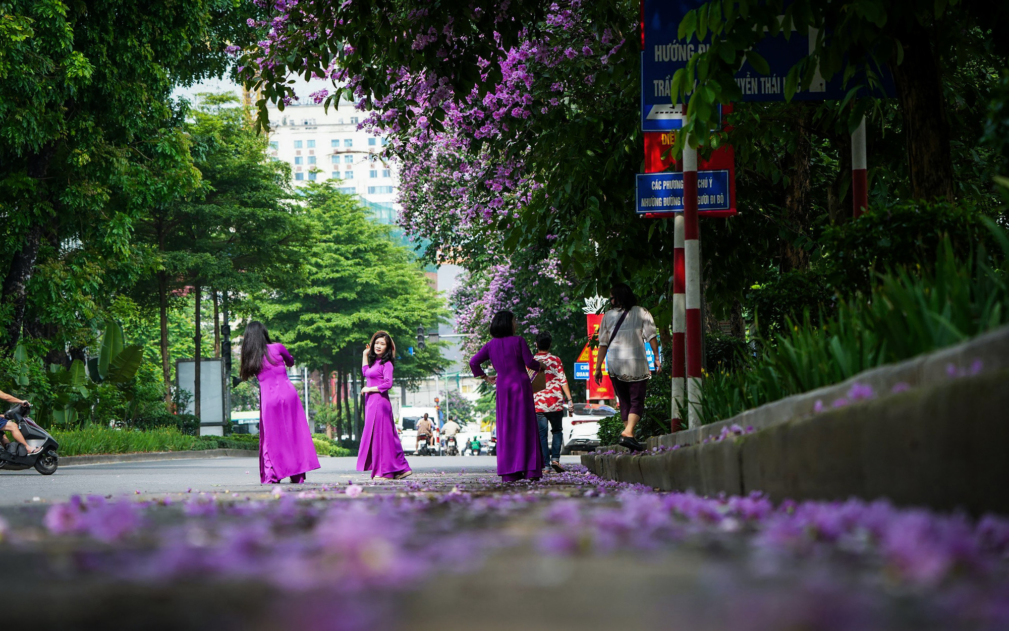 Đây cũng là thời điểm tuyệt vời để cho các bạn đam mê chụp ảnh có thể thỏa chí sáng tạo, ghi lại khoảnh khắc với loài hoa này. Con đường Kim Mã luôn là một nơi lý tưởng để cuối tuần qua đây chụp hình.