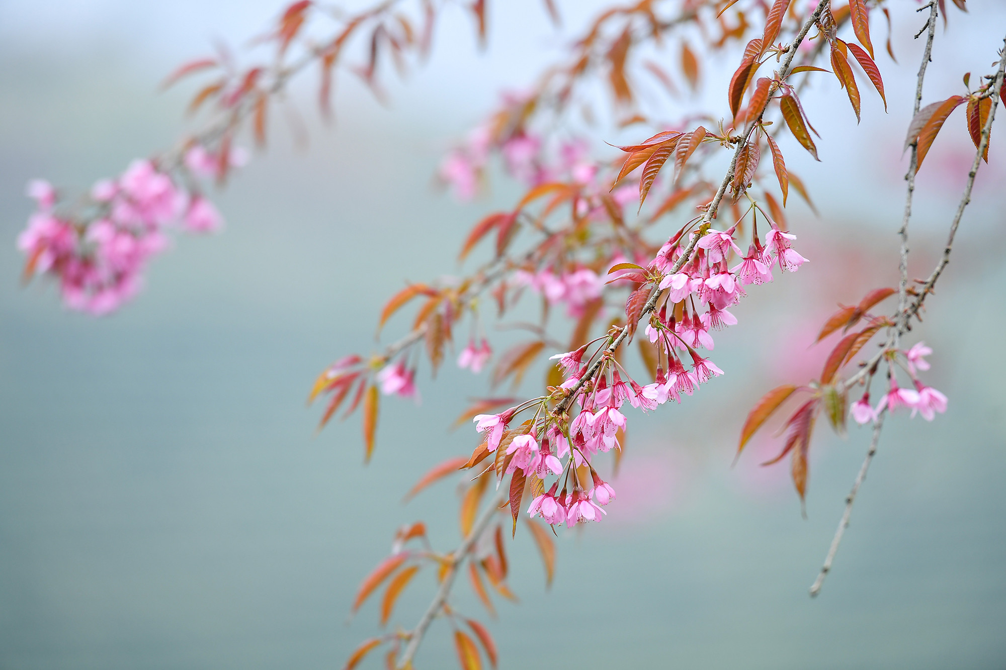 [Ảnh] Vẻ đẹp mai anh đào lẩn khuất trong mây ở đồi chè Ô Long ảnh 11