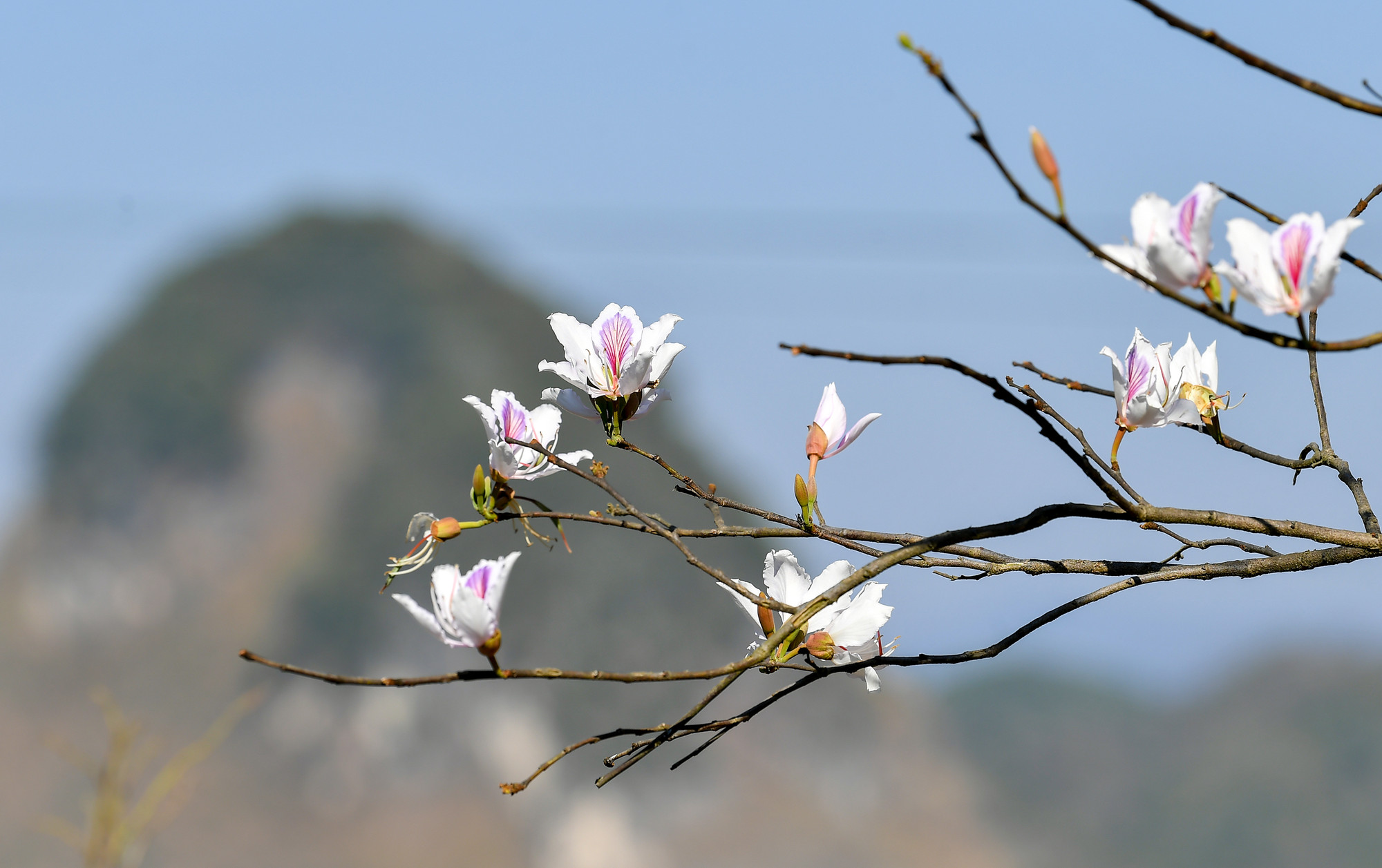 [Ảnh] Thiếu nữ Tây Bắc khoe sắc cùng hoa ban Điện Biên những ngày tháng 3 ảnh 13