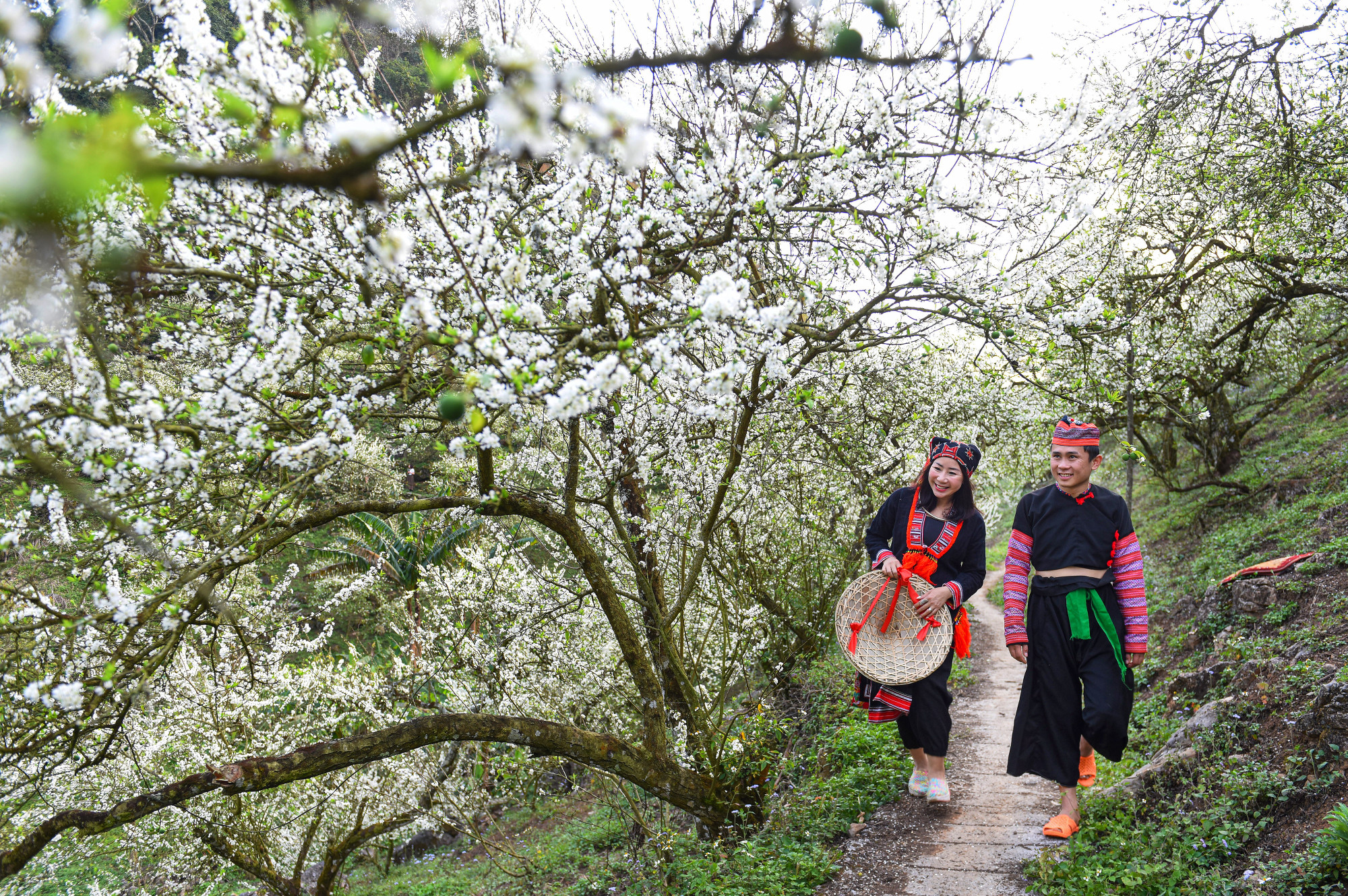 Thời điểm đẹp nhất để khám phá thung lũng mận Mu Náu chính là vào khoảng thời gian giữa Tết Dương lịch và Tết Âm Lịch, từ cuối tháng 12 đến tháng 2 năm sau. Tuy nhiên tùy vào thời tiết mà hoa mận nở sớm hay muộn hơn một chút. Toàn bộ thung lũng khoác lên mình một chiếc áo trắng tinh khôi thật đẹp.