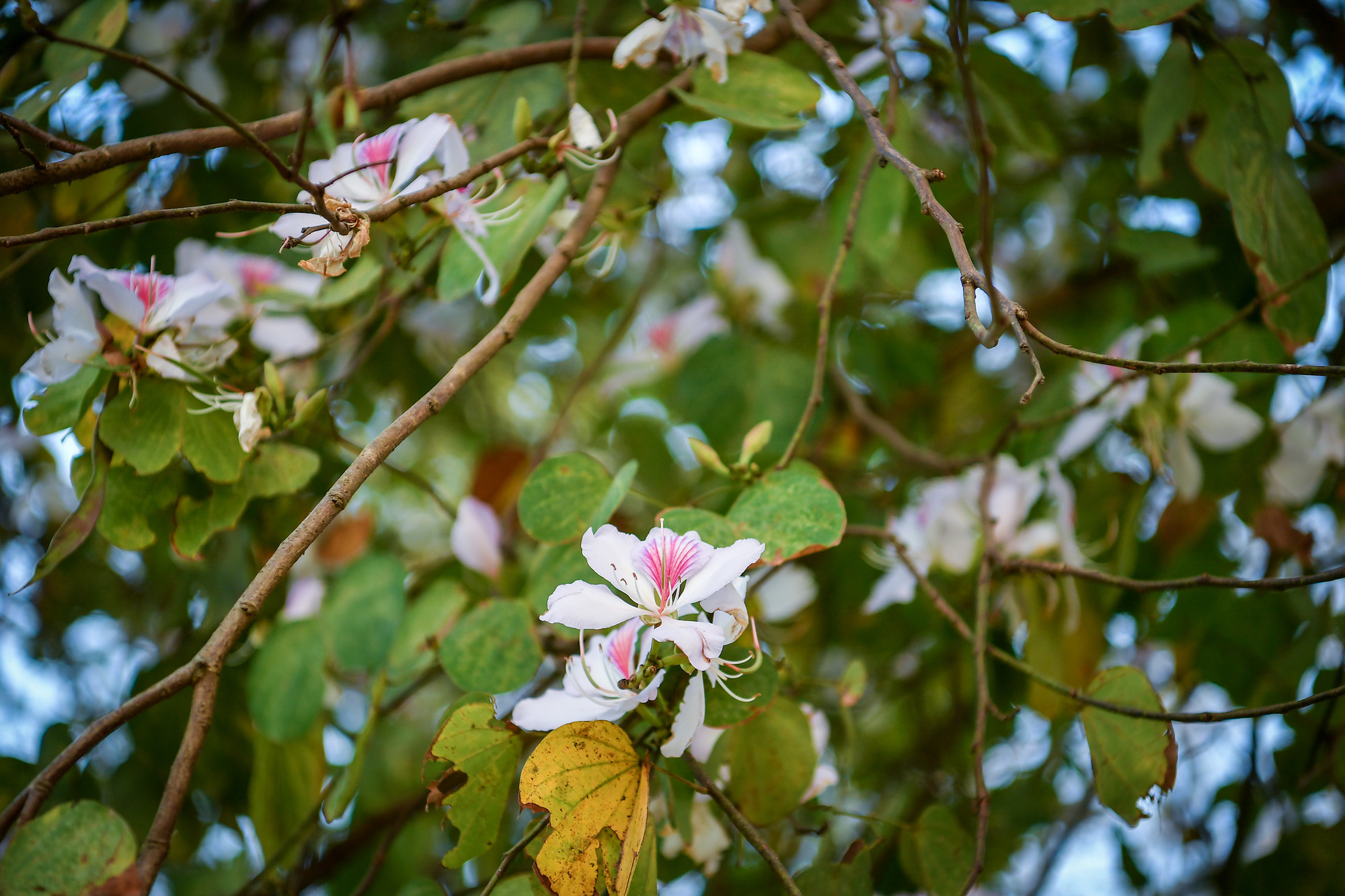 [Ảnh] Thiếu nữ Tây Bắc khoe sắc cùng hoa ban Điện Biên những ngày tháng 3 ảnh 11