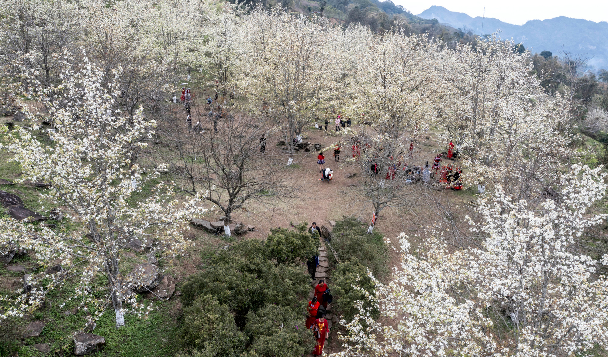 [Ảnh] Lạc bước giữa vườn hoa lê đẹp như cổ tích ở Na Hang, Tuyên Quang ảnh 6