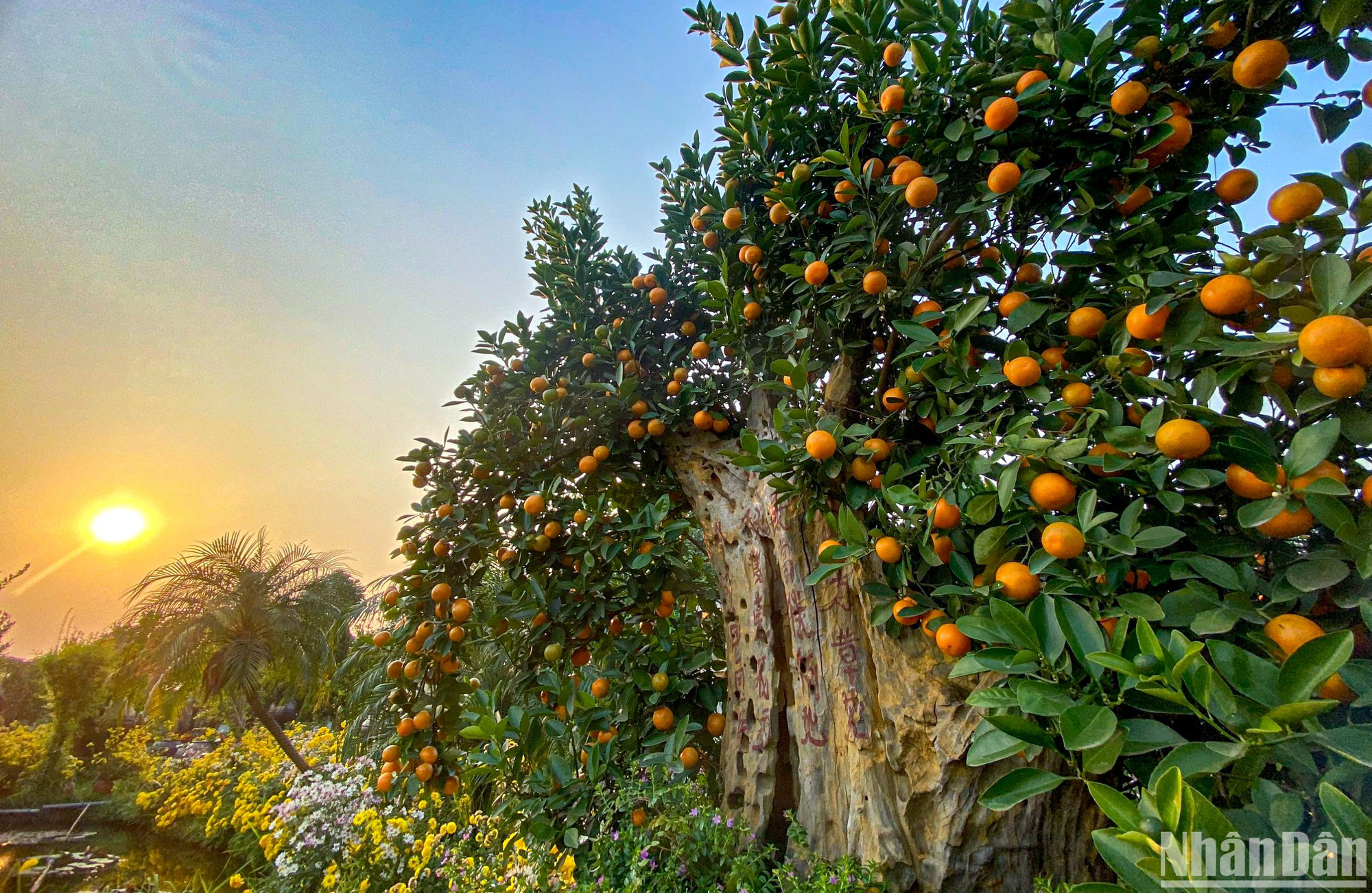 Năm nay với khí hậu và thời tiết thuận lợi quất to và nhiều quả, làng quất Tứ Liên hứa hẹn sẽ có mùa bội thu.