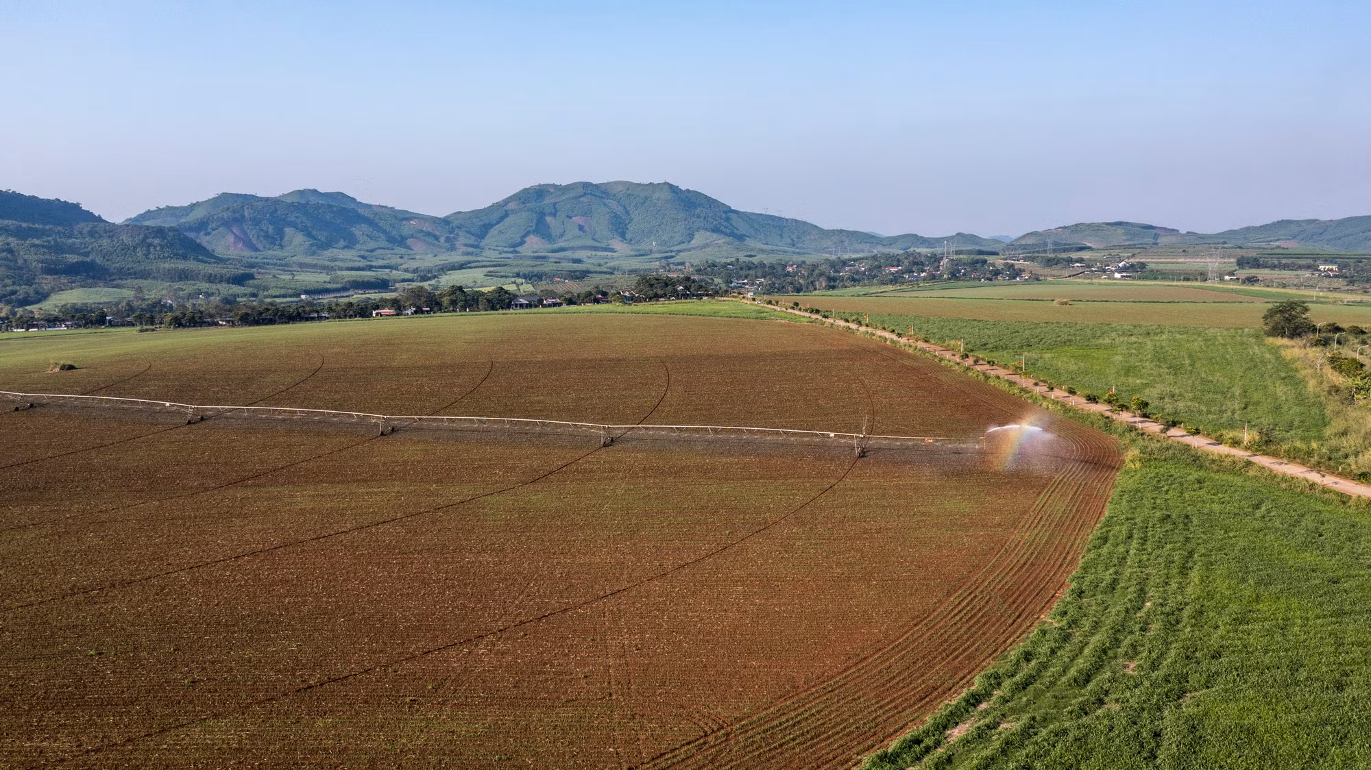 Để chăm sóc cho diện tích hoa hướng dương, ngô, cao lương và cỏ, Trang trại TH đầu tư hệ thống tưới tự động “cánh tay khổng lồ” dài từ 500-700m, bảo đảm diện tích cỏ sinh trưởng tốt.