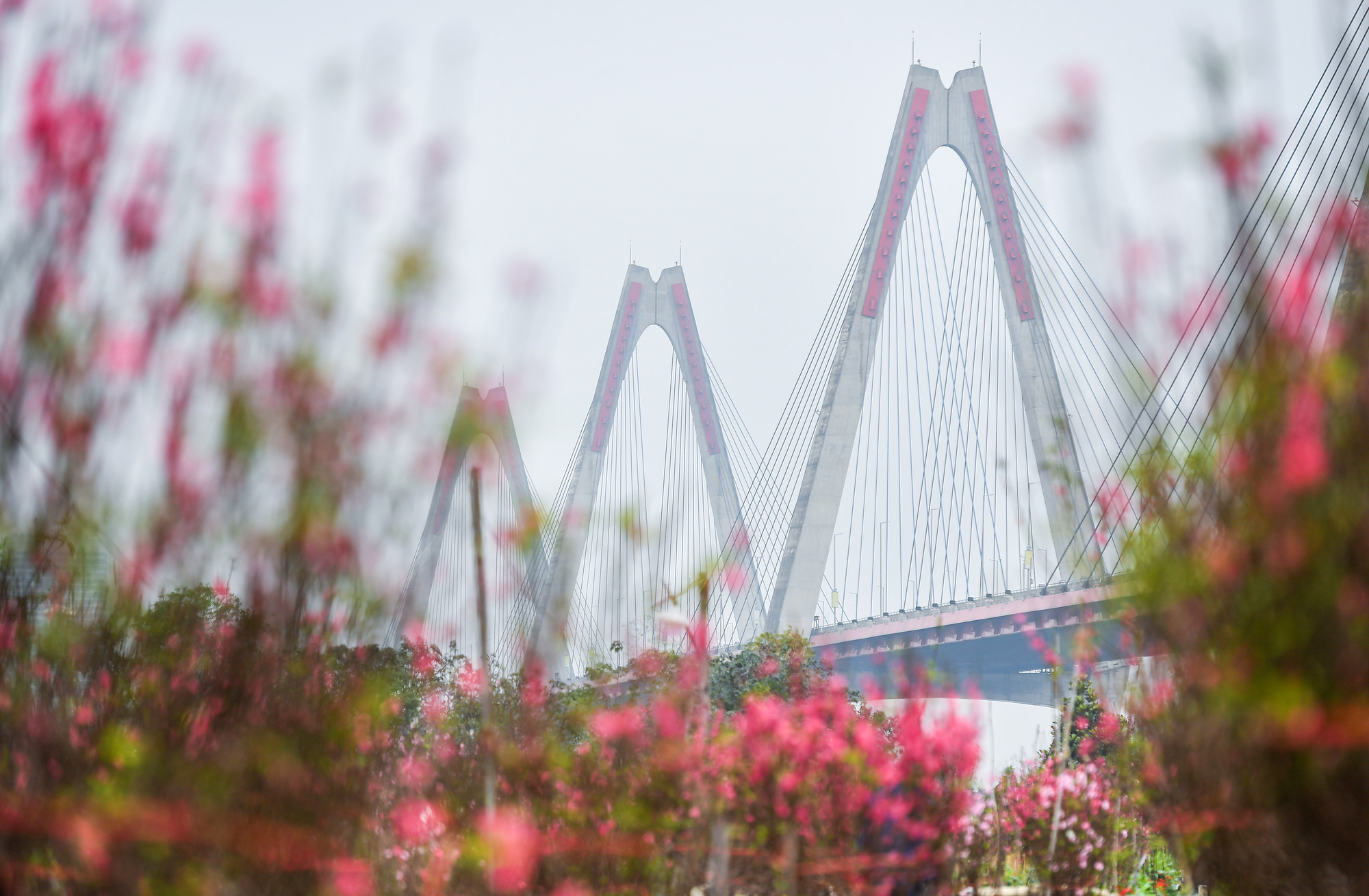 Hoa đào dưới cầu Nhật Tân đã bắt đầu khoe sắc tạo nên một khung cảnh lãng mạn những ngày sát Tết Nguyên đán 2024.