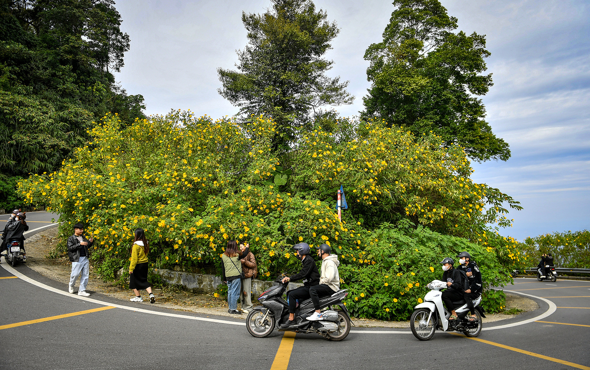 [Ảnh] Giới trẻ thích thú với rừng hoa dã quỳ ở Ba Vì ảnh 10