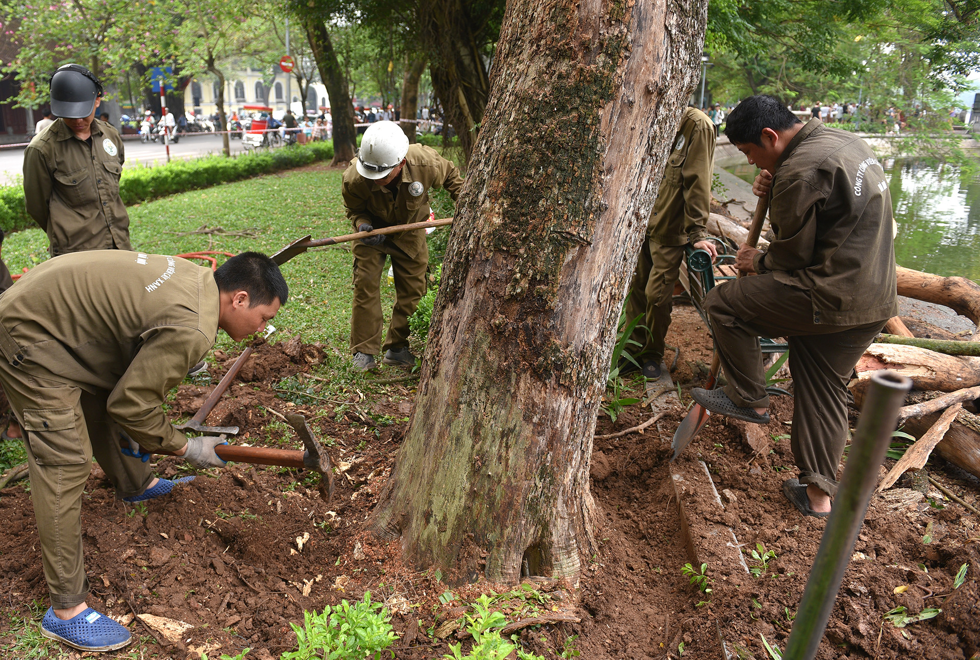 Phần gốc sẽ được đào, sau đó dùng xe chuyên dụng nhấc lên.