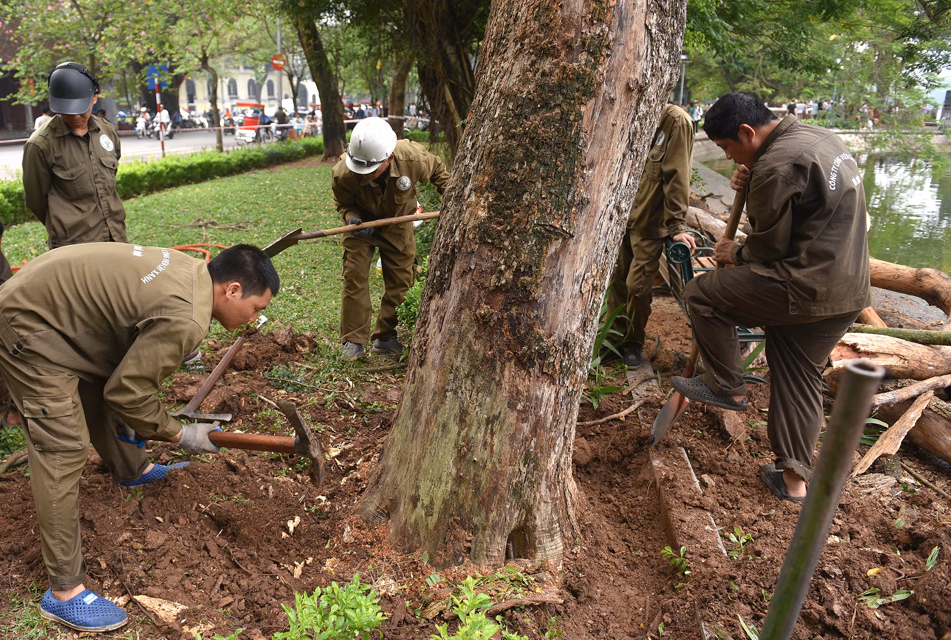 Phần gốc sẽ được đào, sau đó dùng xe chuyên dụng nhấc lên.