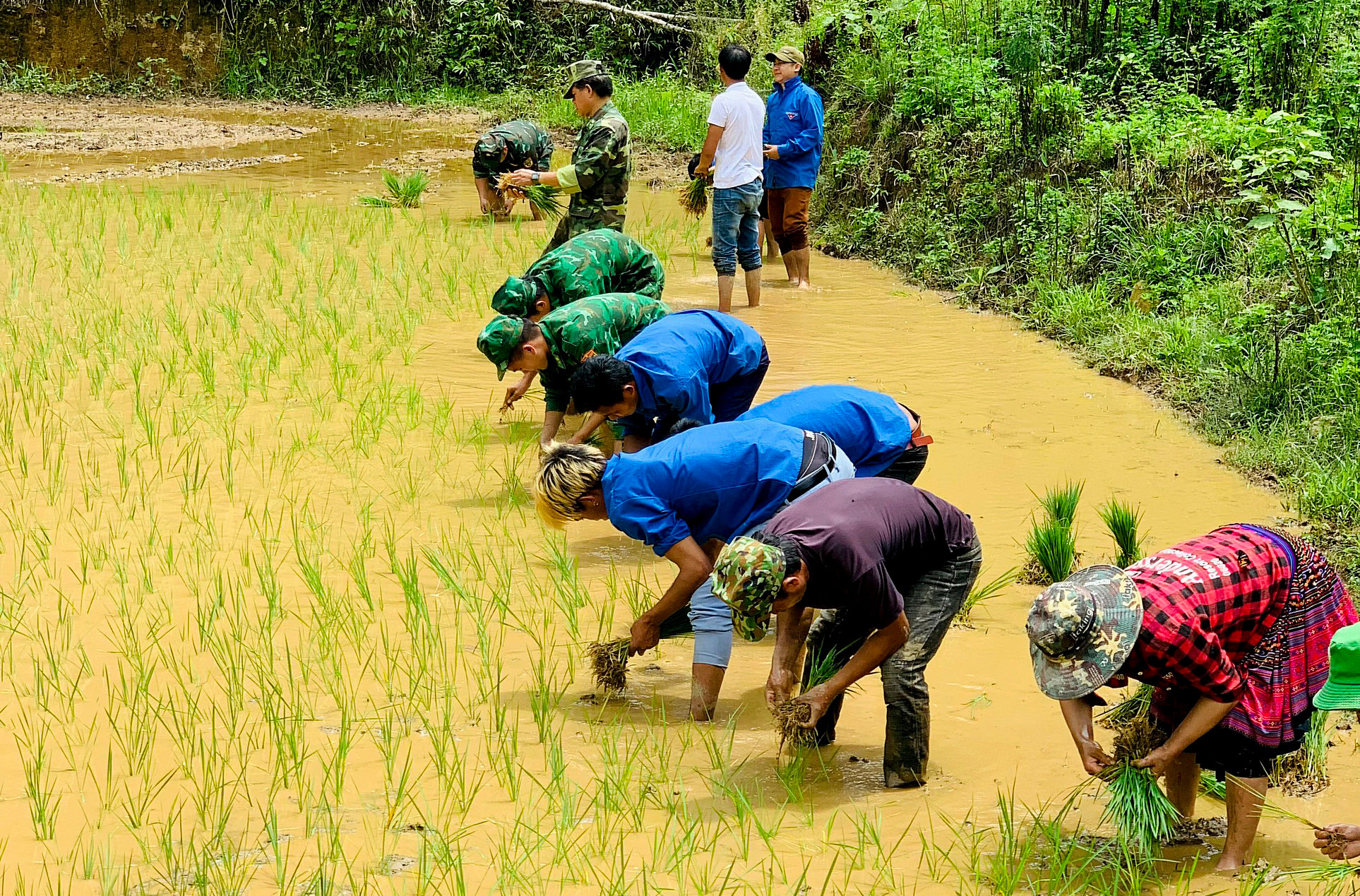 Cấy lúa giúp dân.