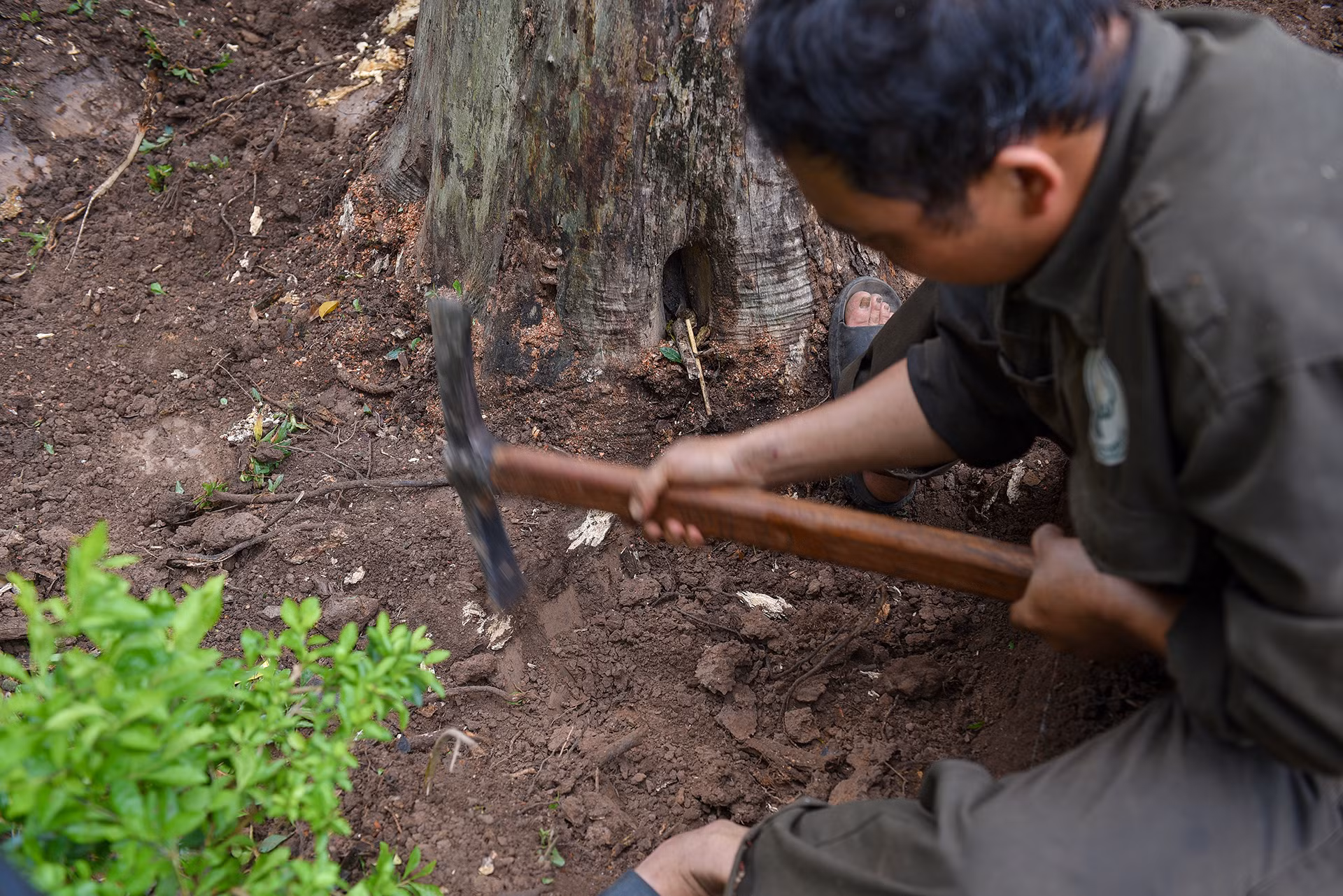 Do cây có đường kính khá lớn, nên có thể phải hết chiều nay mới hoàn thành chặt hạ cây sưa đầu tiên.