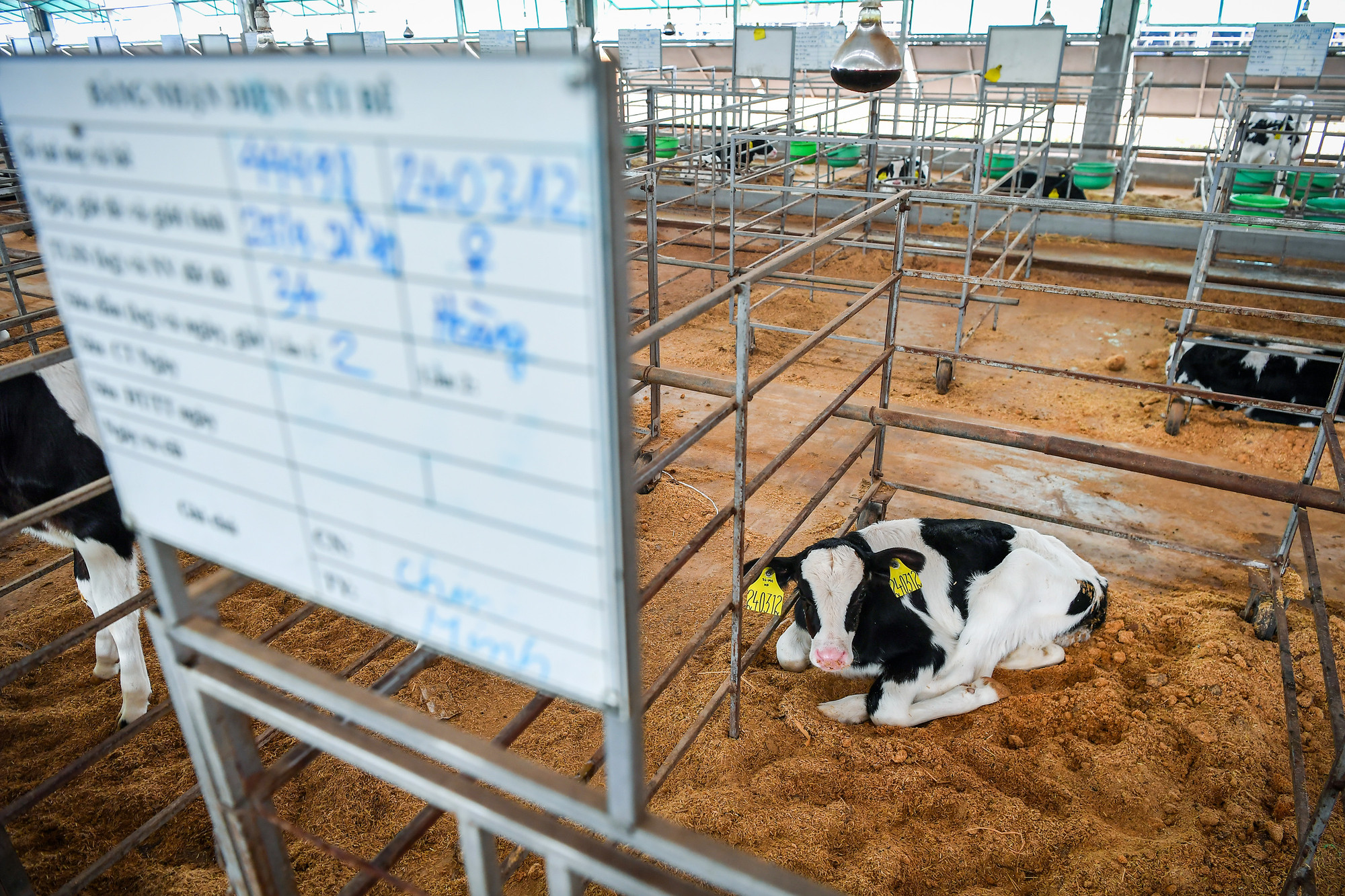 Bê con mới sinh được chăm sóc cẩn thận trong cũi riêng biệt.