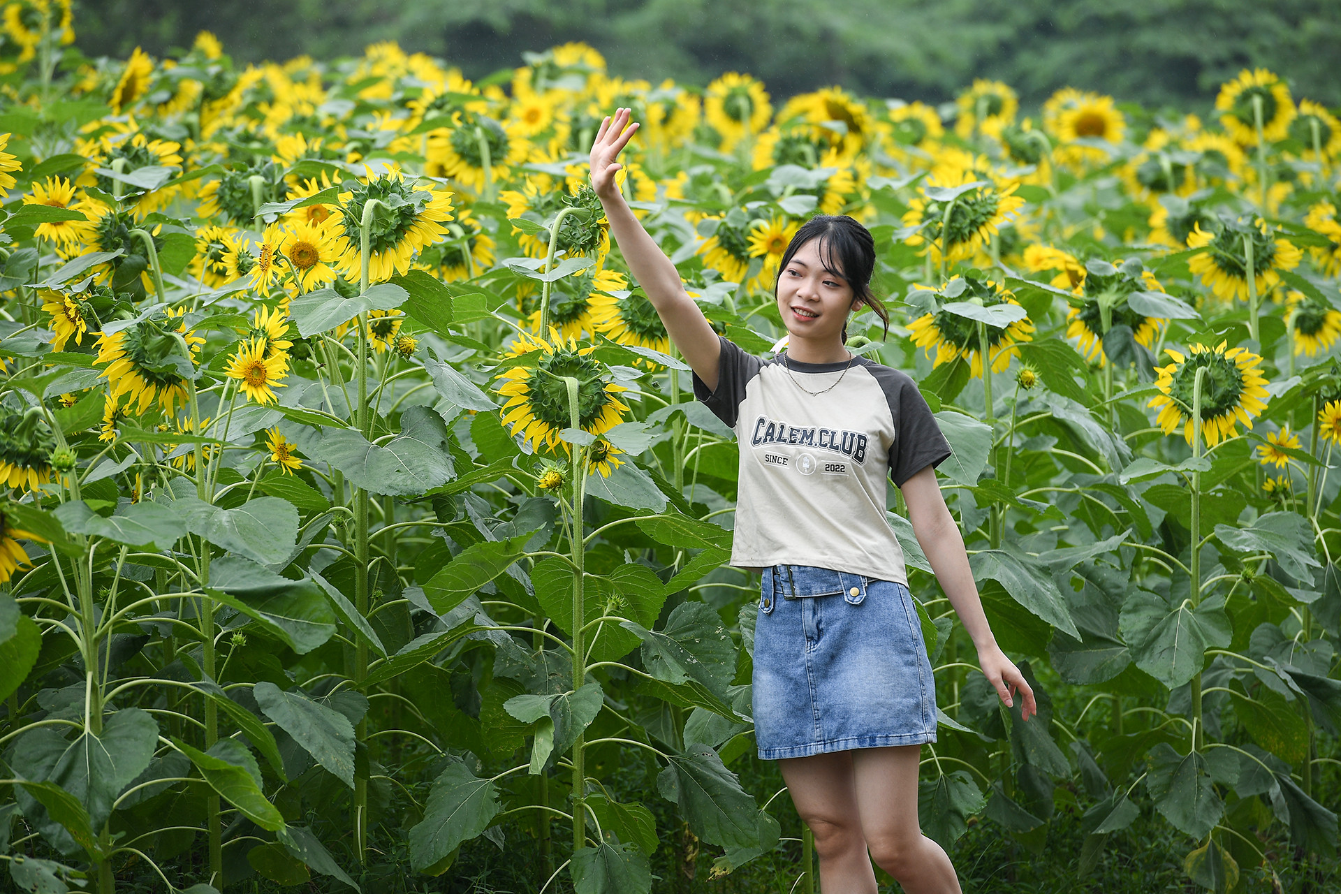 [Ảnh] Mê mẩn ngắm cánh đồng hoa hướng dương rực rỡ khoe sắc tại Ecopark ảnh 4