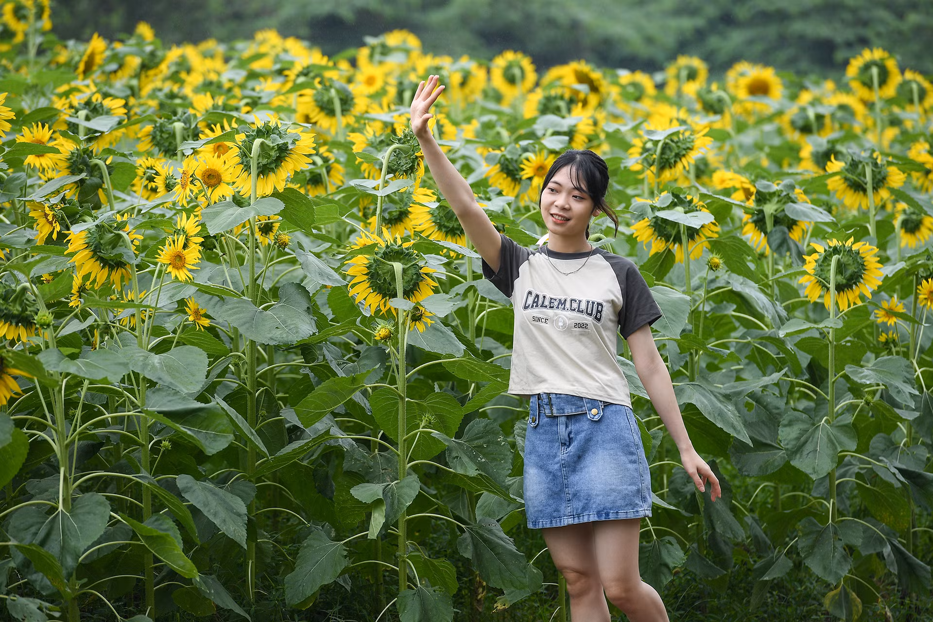 [Ảnh] Mê mẩn ngắm cánh đồng hoa hướng dương rực rỡ khoe sắc tại Ecopark ảnh 4