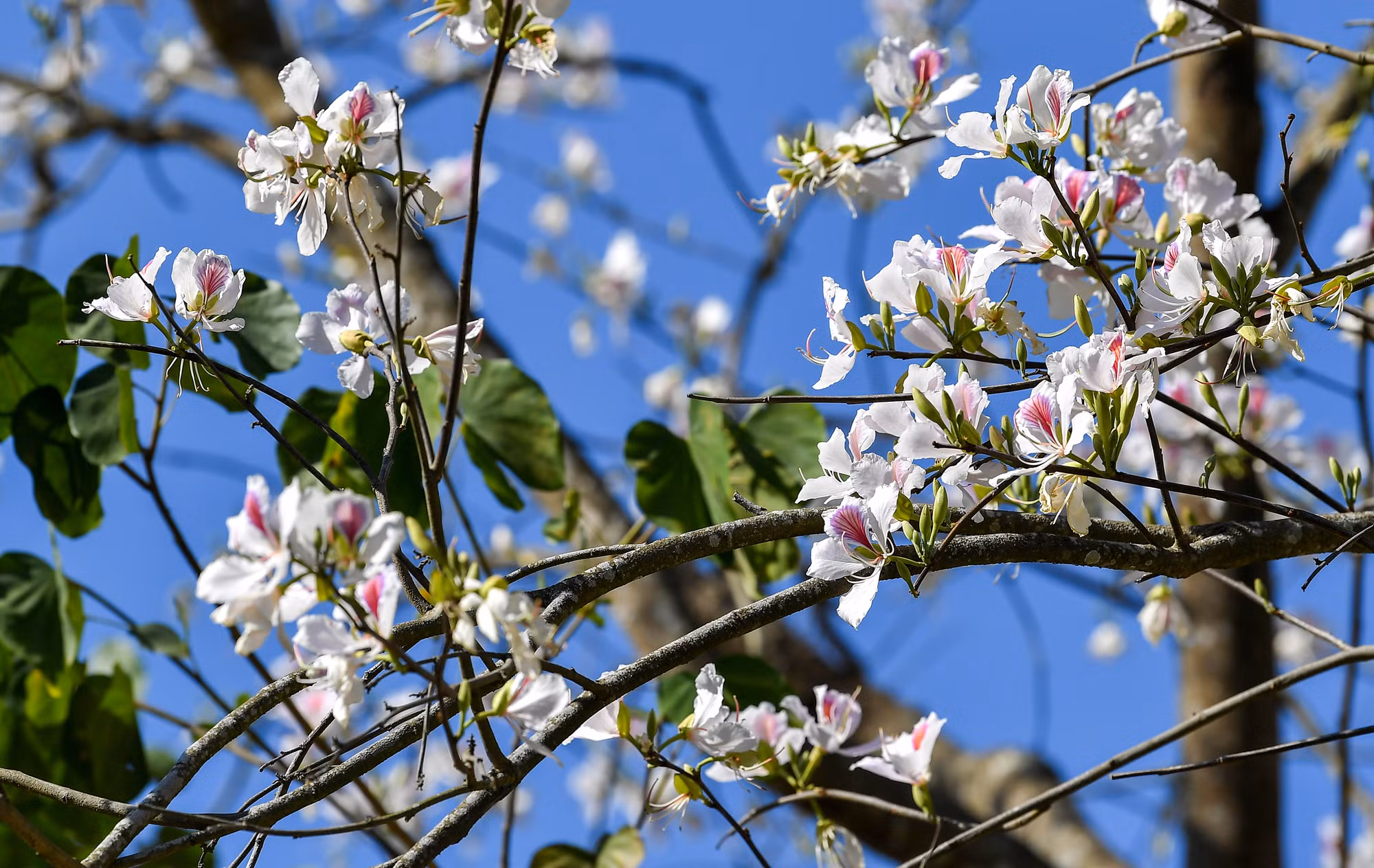 [Ảnh] Thiếu nữ Tây Bắc khoe sắc cùng hoa ban Điện Biên những ngày tháng 3 ảnh 4