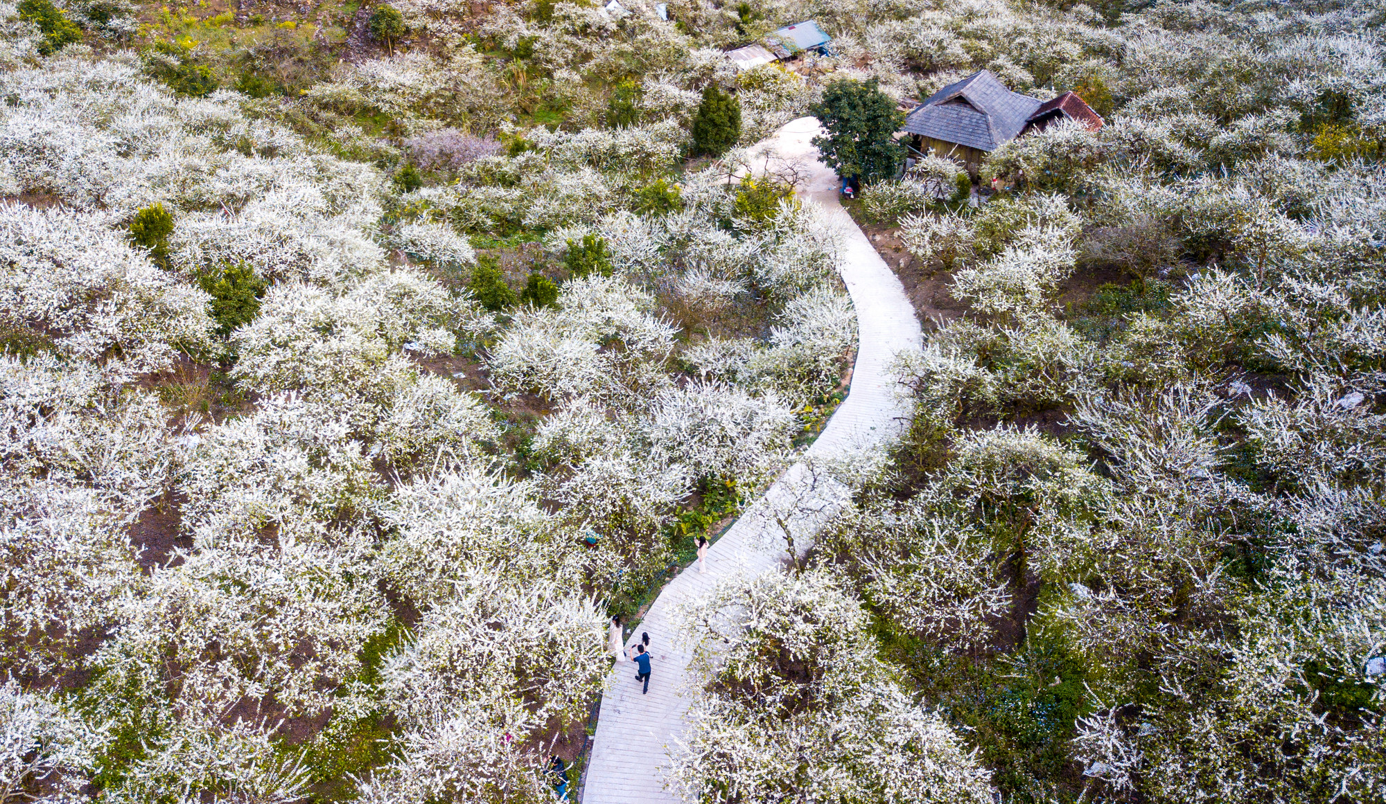 Thung lũng mận Mu Náu khoác lên mình chiếc áo trắng tinh khiết, rực sáng một góc trời Tây Bắc.