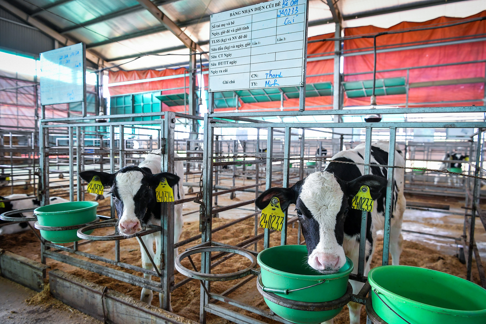 Thông tin những "cô bê" mới sinh được ghi lại chi tiết để thuận tiện theo dõi.