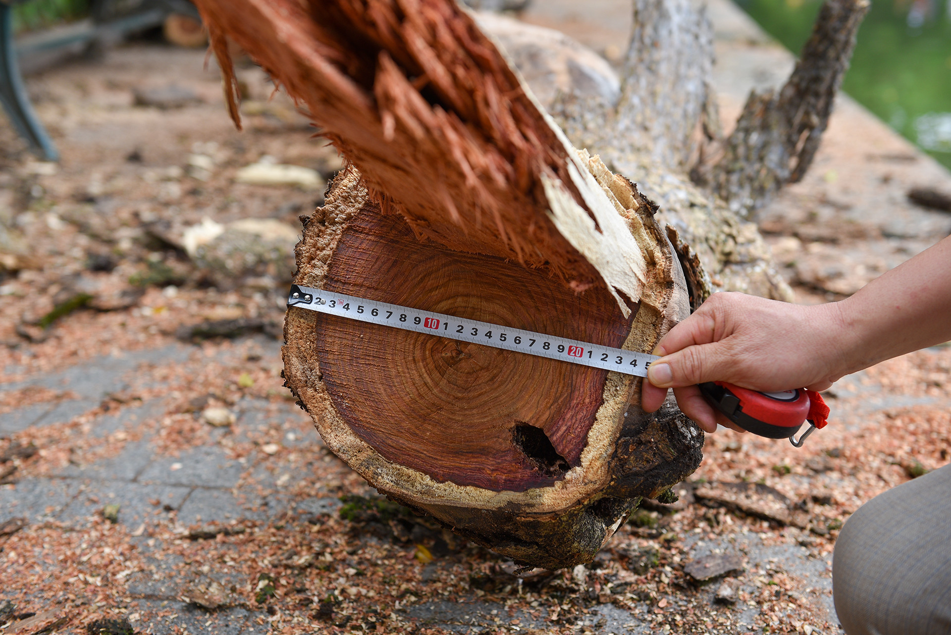 Những cây sưa đỏ bị chết đều có phần lõi đỏ to. Tất cả cành khi chặt hạ xong sẽ được đánh dấu, đo đạc và chuyển về kho lưu trữ, sau đó chuyển cho cơ quan chức năng bán đấu giá theo quy định.