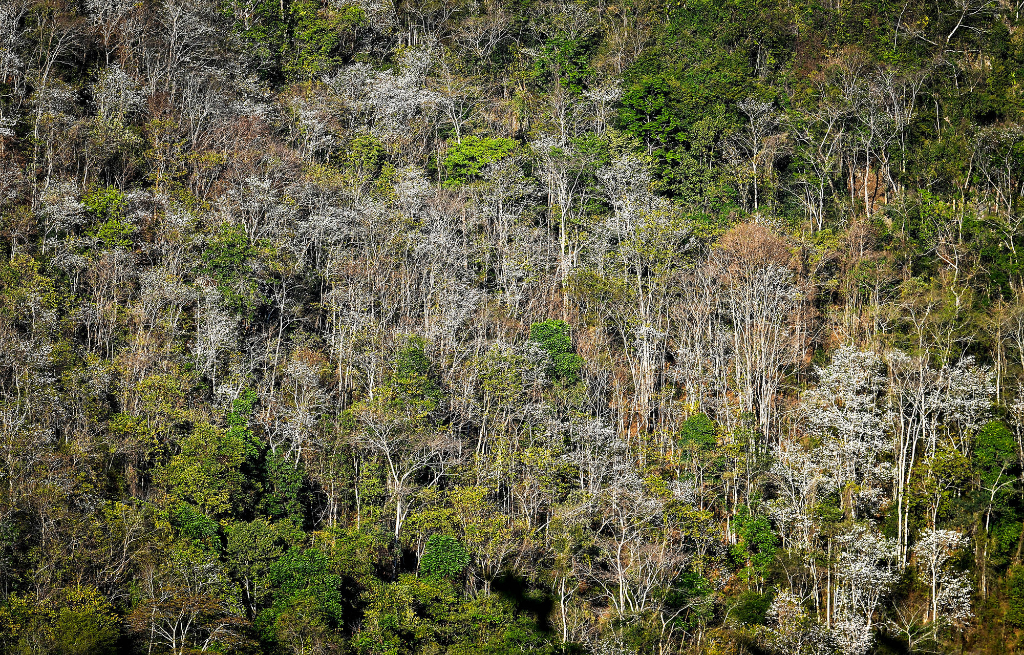 [Ảnh] Thiếu nữ Tây Bắc khoe sắc cùng hoa ban Điện Biên những ngày tháng 3 ảnh 10