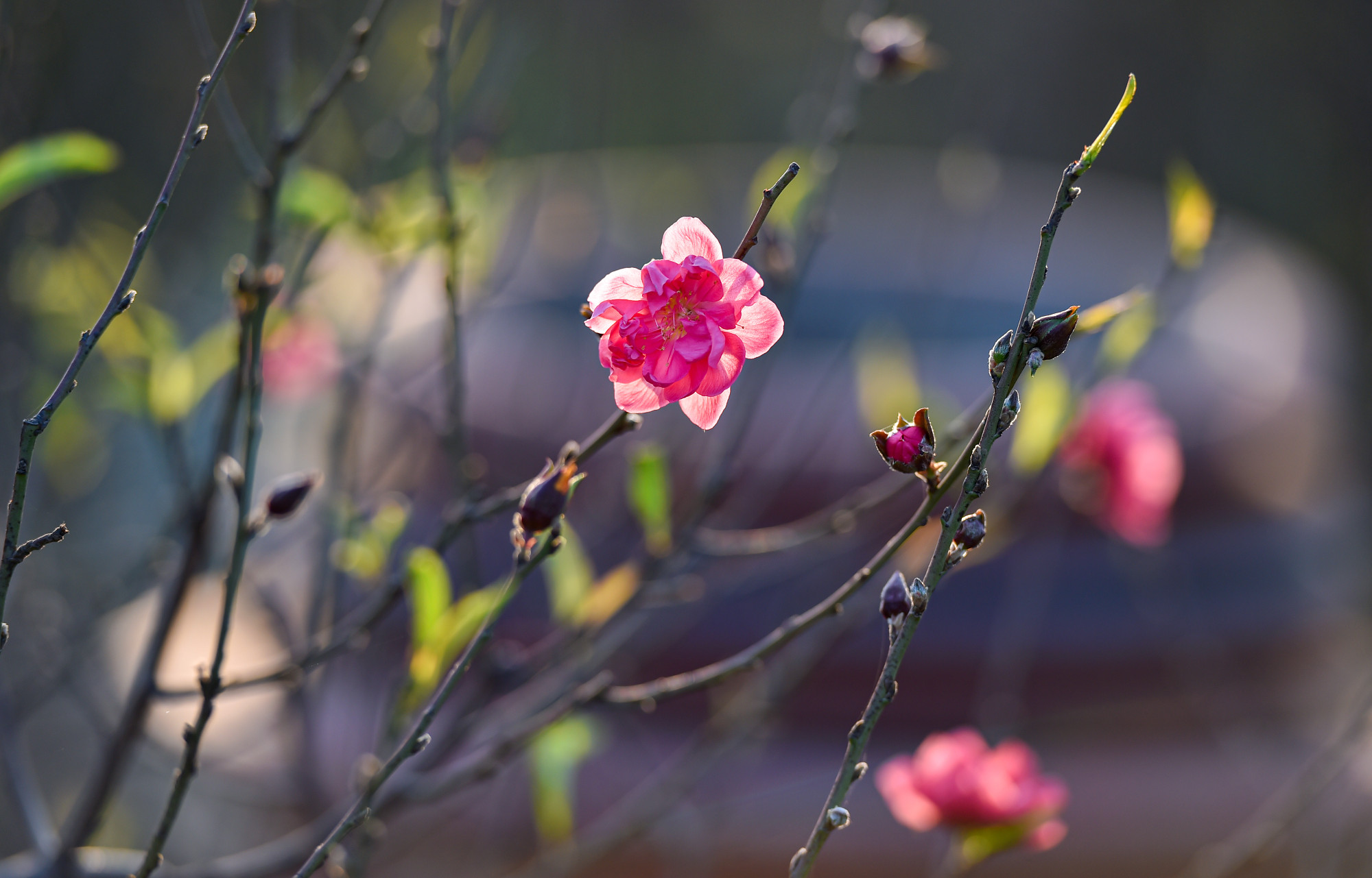 Sắc đỏ hoa đào mang không khí Tết đến gần.