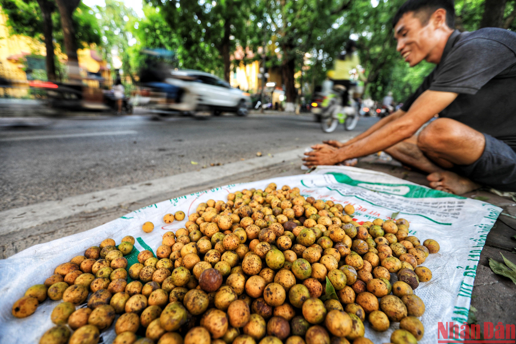 Sấu chín - món quà vặt đặc biệt đối với người Hà Nội mỗi độ thu về. (Ảnh: THÀNH ĐẠT)