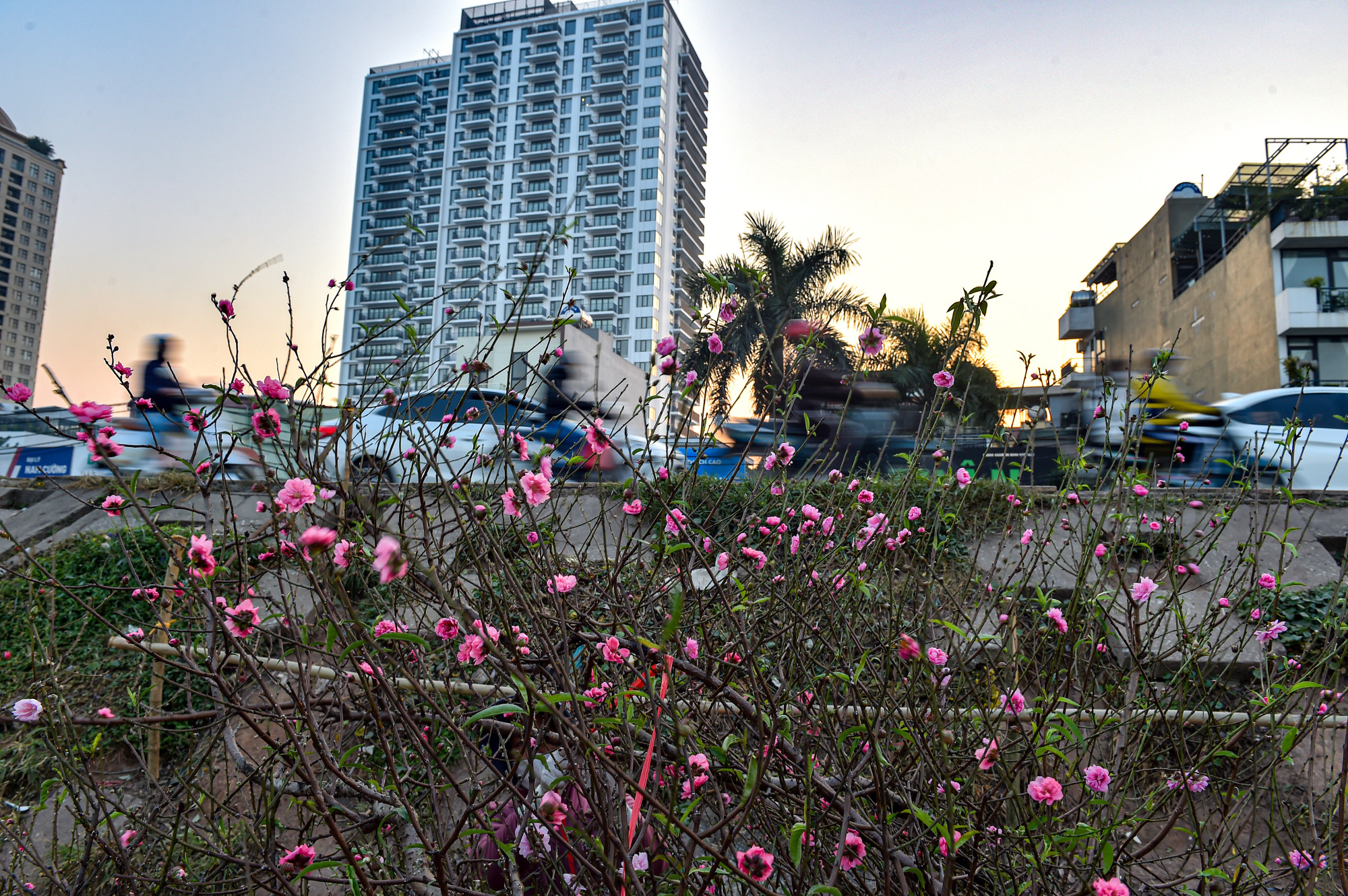 Sắc đào hồng thắm cùng dòng người vội vã lướt qua báo hiệu 1 năm mới sắp đến.