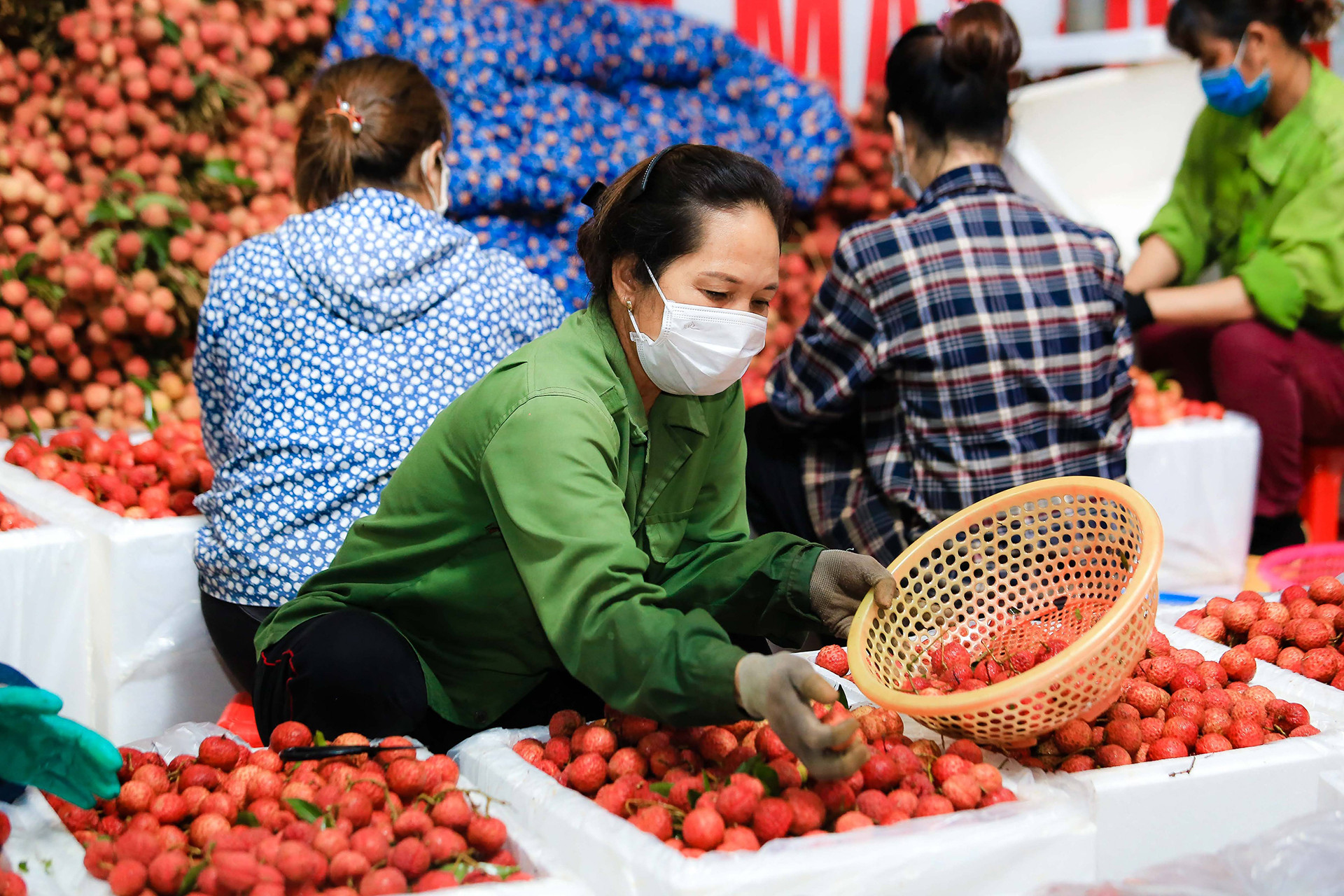 [Ảnh] Vải thiều Lục Ngạn, sản phẩm OCOP nổi tiếng của Bắc Giang ảnh 12
