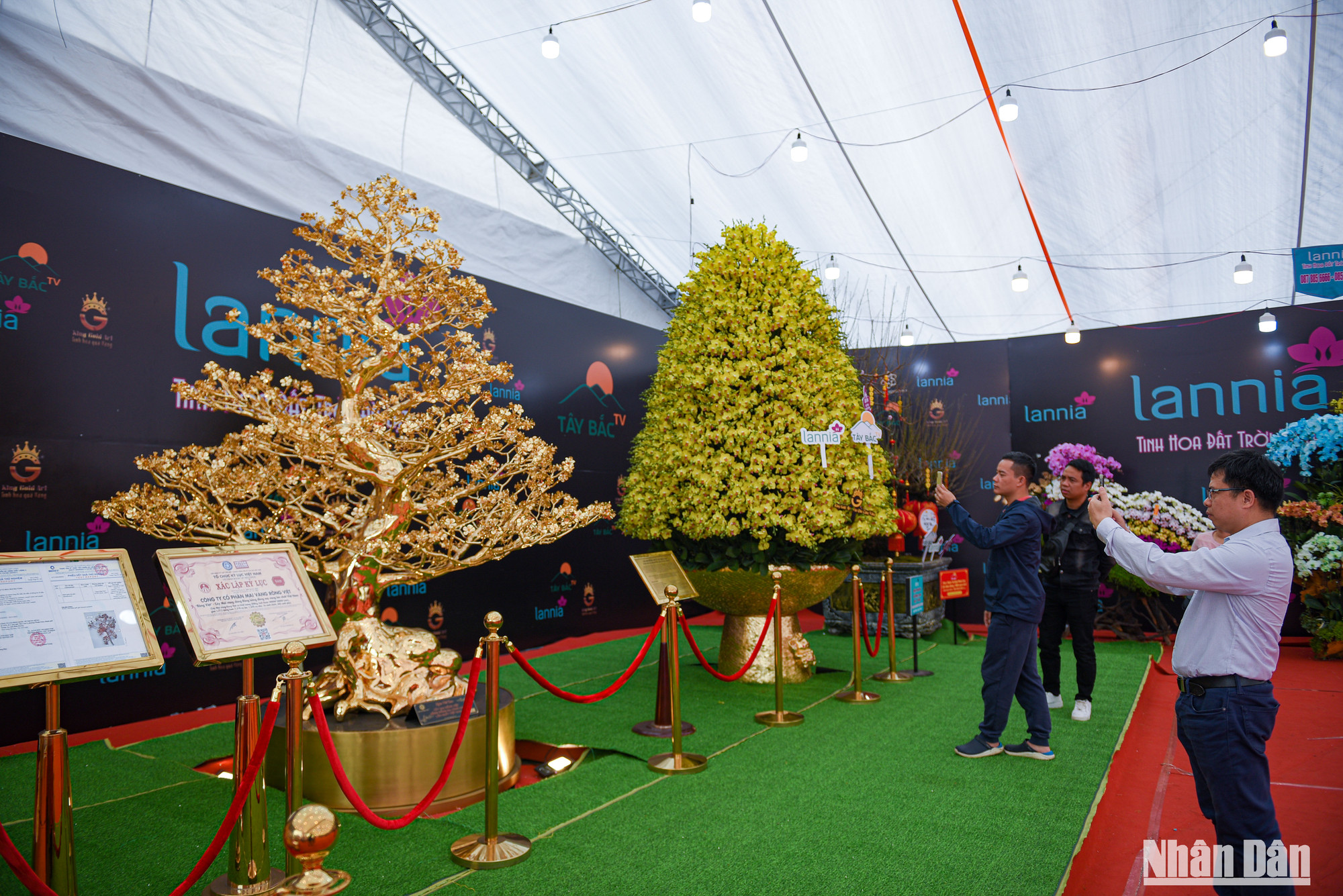 Trong dịp cận Tết Quý Mão 2023, một gian hàng kinh doanh hoa Tết ở khu vực trước sân vận động Mỹ Đình (quận Nam Từ Liêm, Hà Nội) “trình làng” cây mai mạ vàng 24K, được định giá lên tới gần 6 tỷ đồng.