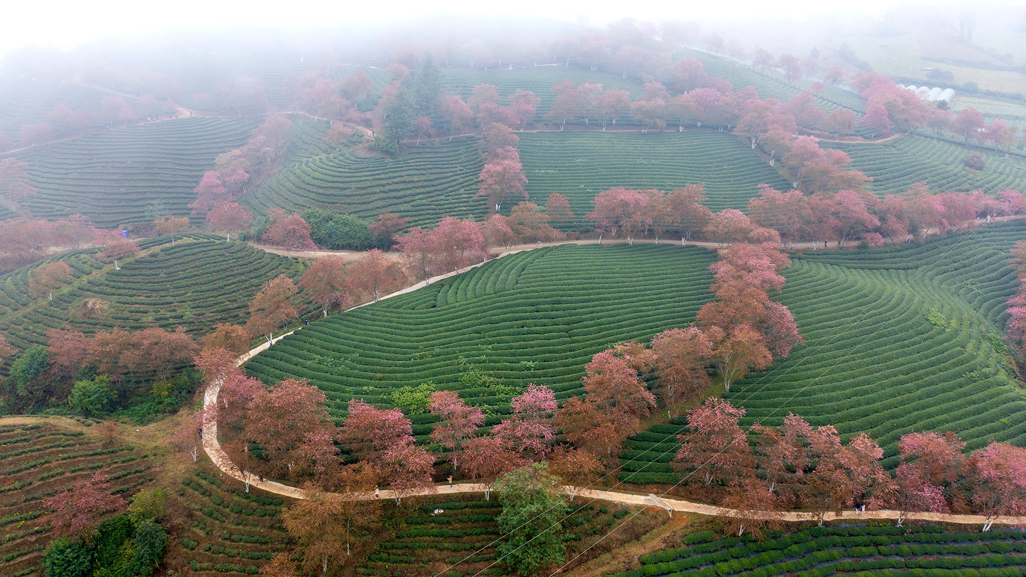 [Ảnh] Vẻ đẹp mai anh đào lẩn khuất trong mây ở đồi chè Ô Long ảnh 1