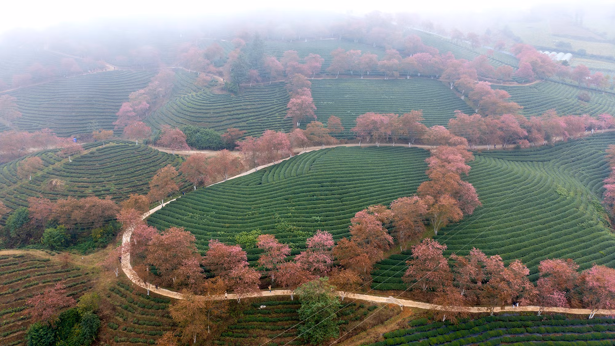 [Ảnh] Vẻ đẹp mai anh đào lẩn khuất trong mây ở đồi chè Ô Long ảnh 1