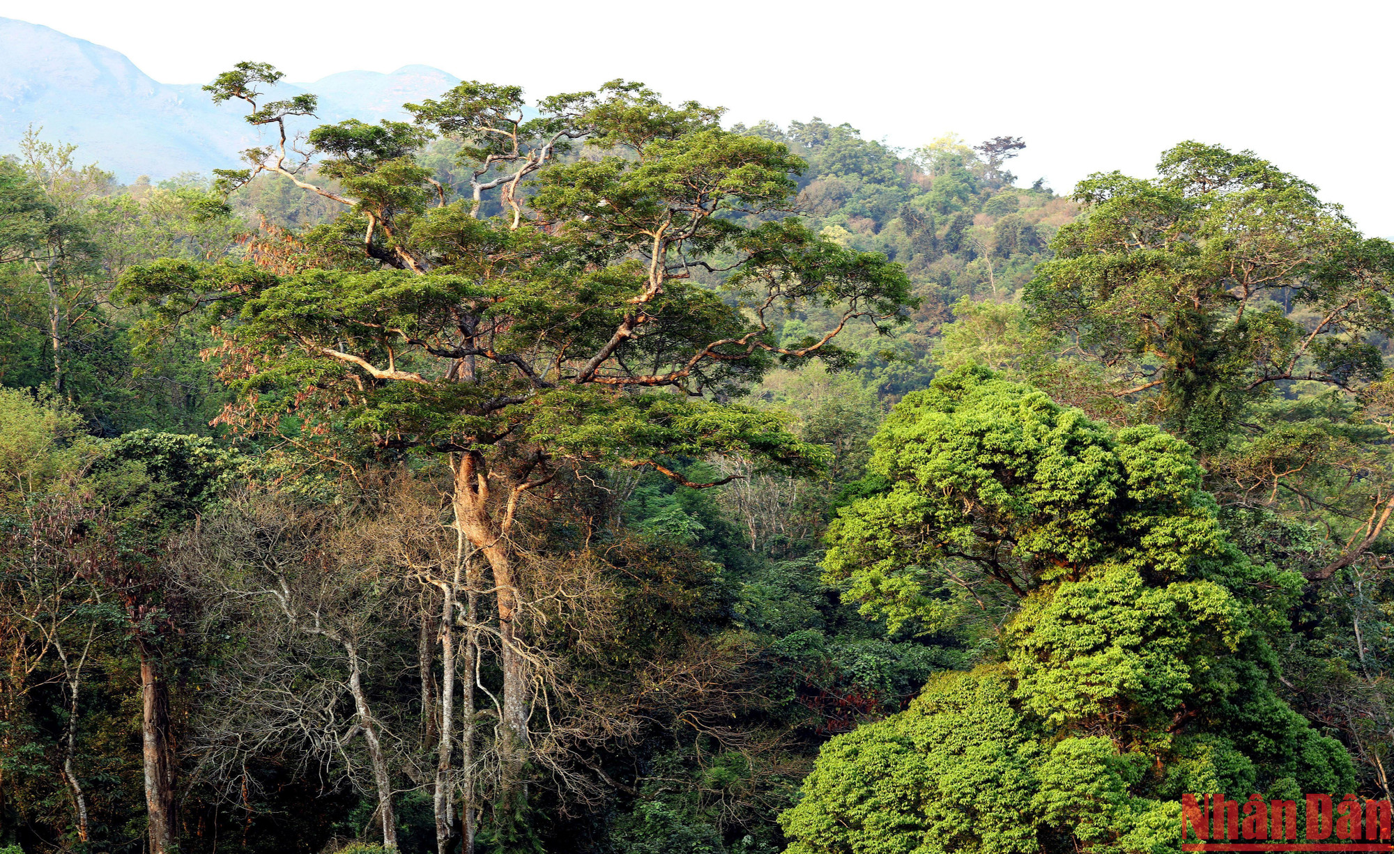 Khu rừng nguyên sinh được nhân dân bảo vệ chu đáo, giữ nguyên hệ sinh thái quý giá.