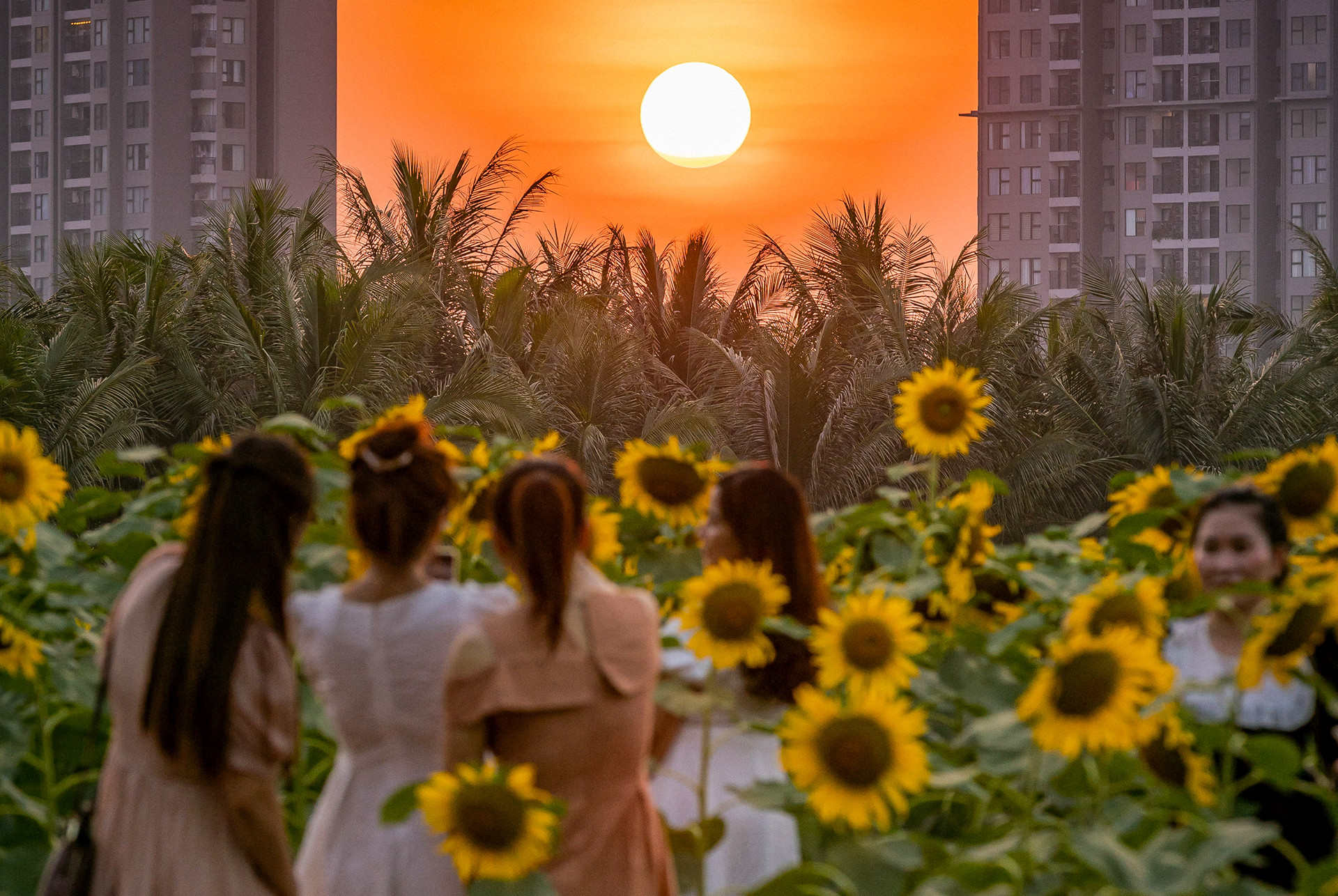 [Ảnh] Mê mẩn ngắm cánh đồng hoa hướng dương rực rỡ khoe sắc tại Ecopark ảnh 13