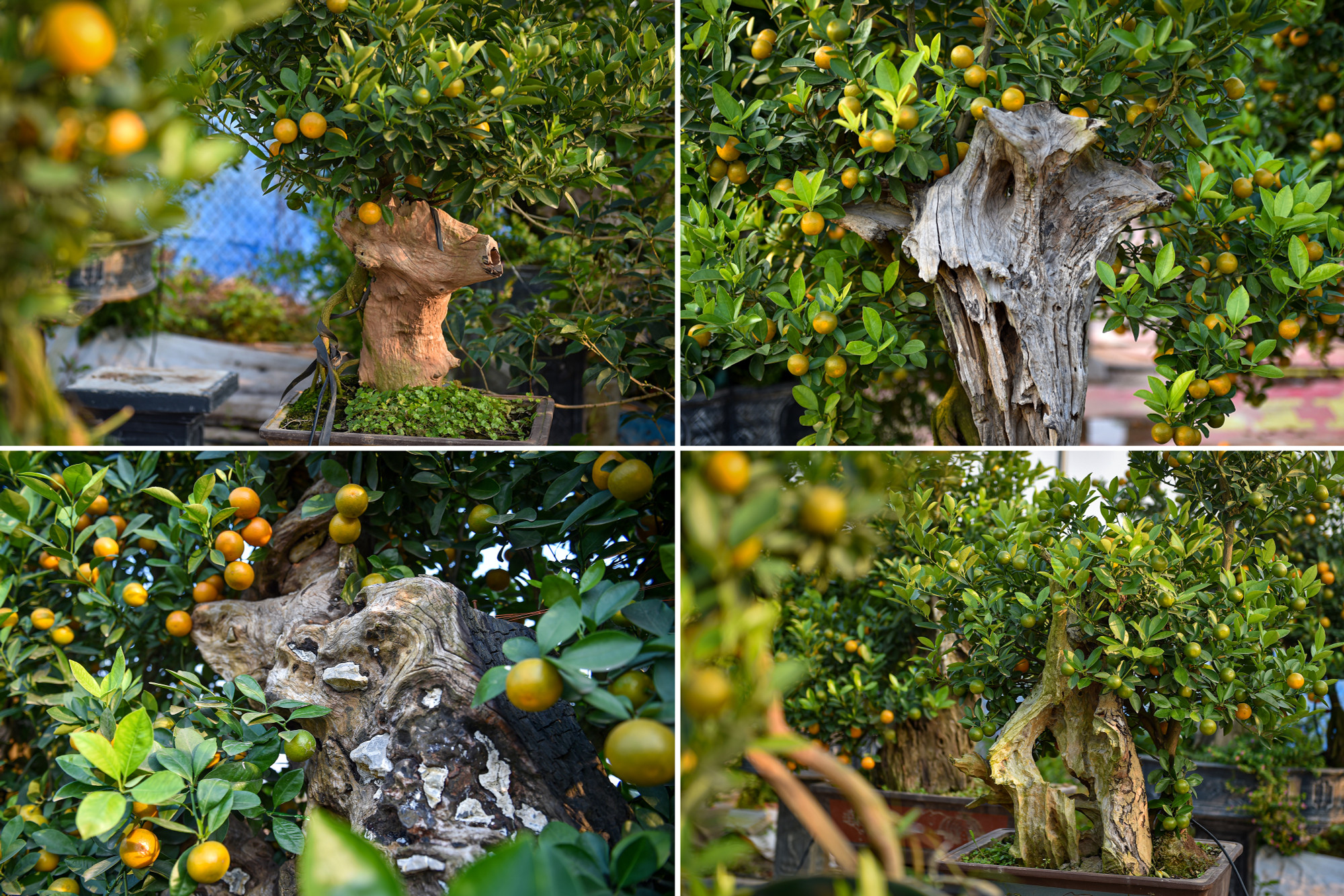 Chị Ngô Thu Trang, chủ vườn cảnh Xuân Lộc Tứ Liên, Tây Hồ cho biết: "Không chỉ có những cây quất mộc căn thu hút người mua mà những cây quất gỗ lũa, quất trồng trong lọ lục bình cũng được nhiều người quan tâm. Sự kết hợp giữa cây quất và những gốc gỗ lũa đã tạo nên một tác phẩm cây cảnh chơi Tết cực độc đáo".