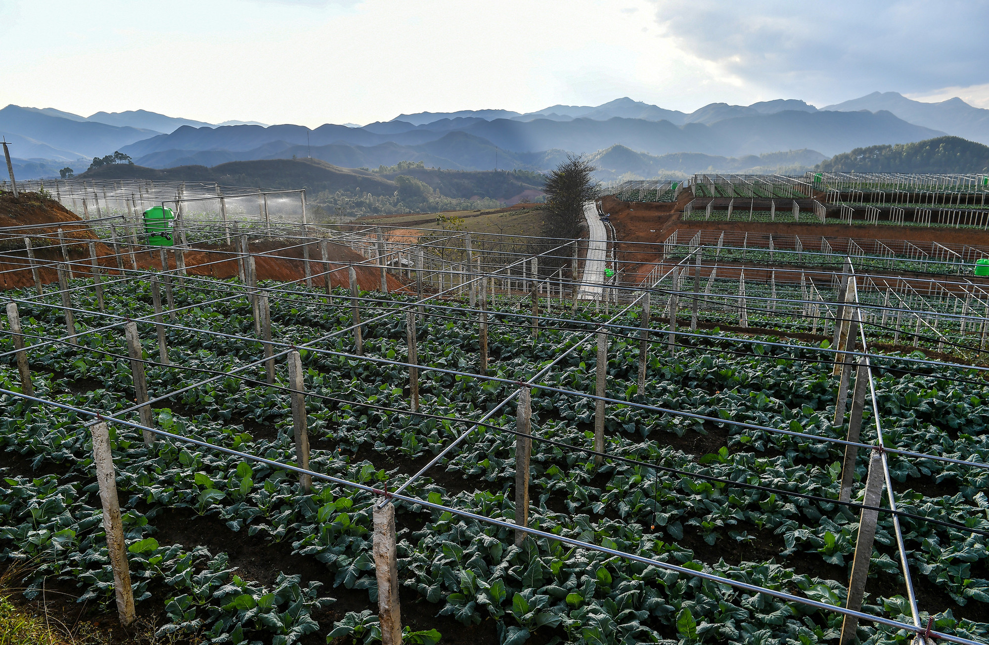 Những luống rau xanh được quy hoạch gọn gàng trên sườn đồi dốc Si Pa Phìn.