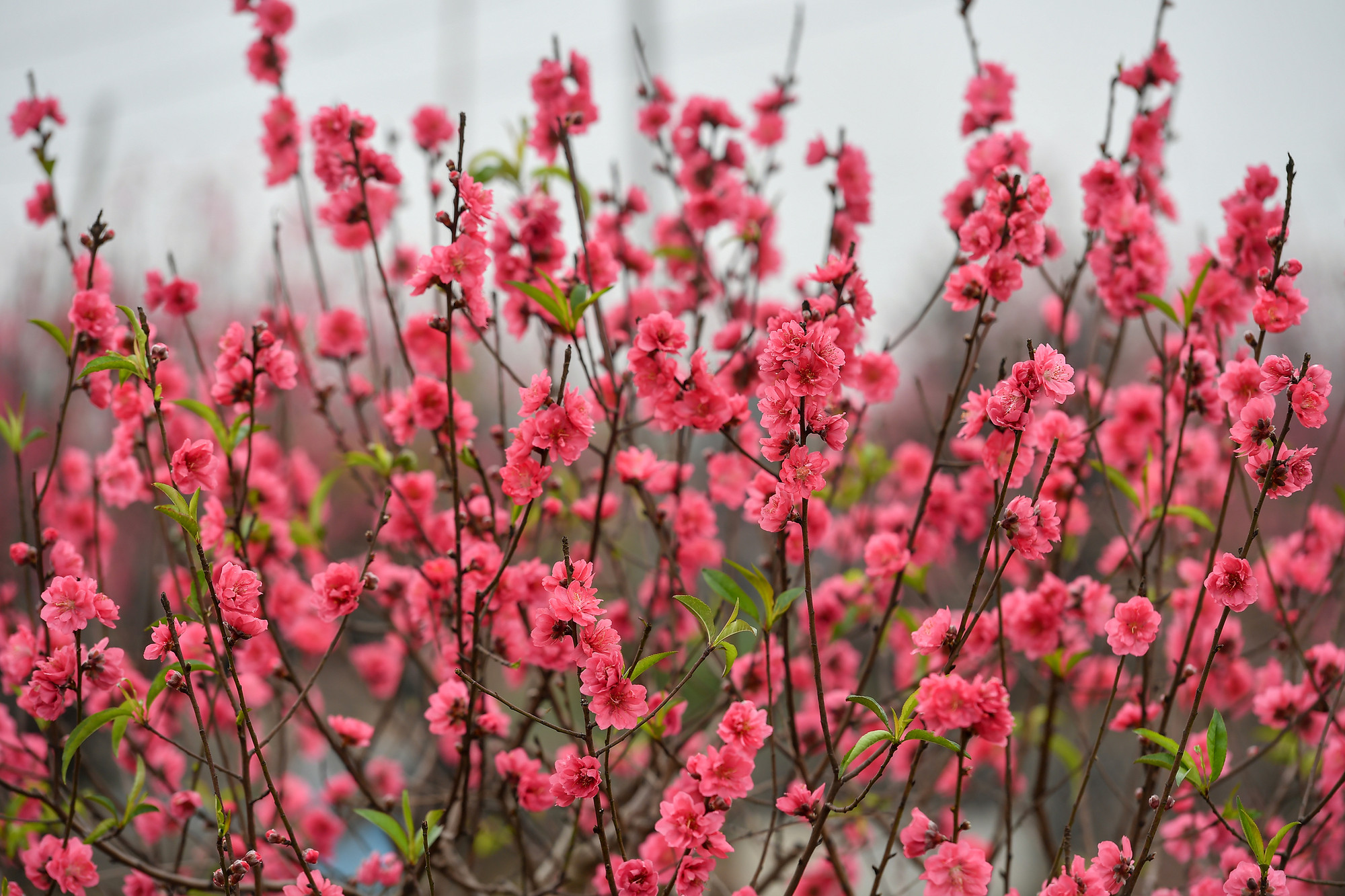 Vườn đào Nhật Tân và Phú Thượng được biết đến là nơi trồng nhiều đào lâu năm và có tiếng nhất miền bắc. Đào ở đây nổi tiếng với những cánh hoa to, đẹp và dày mà không vùng nào có được.