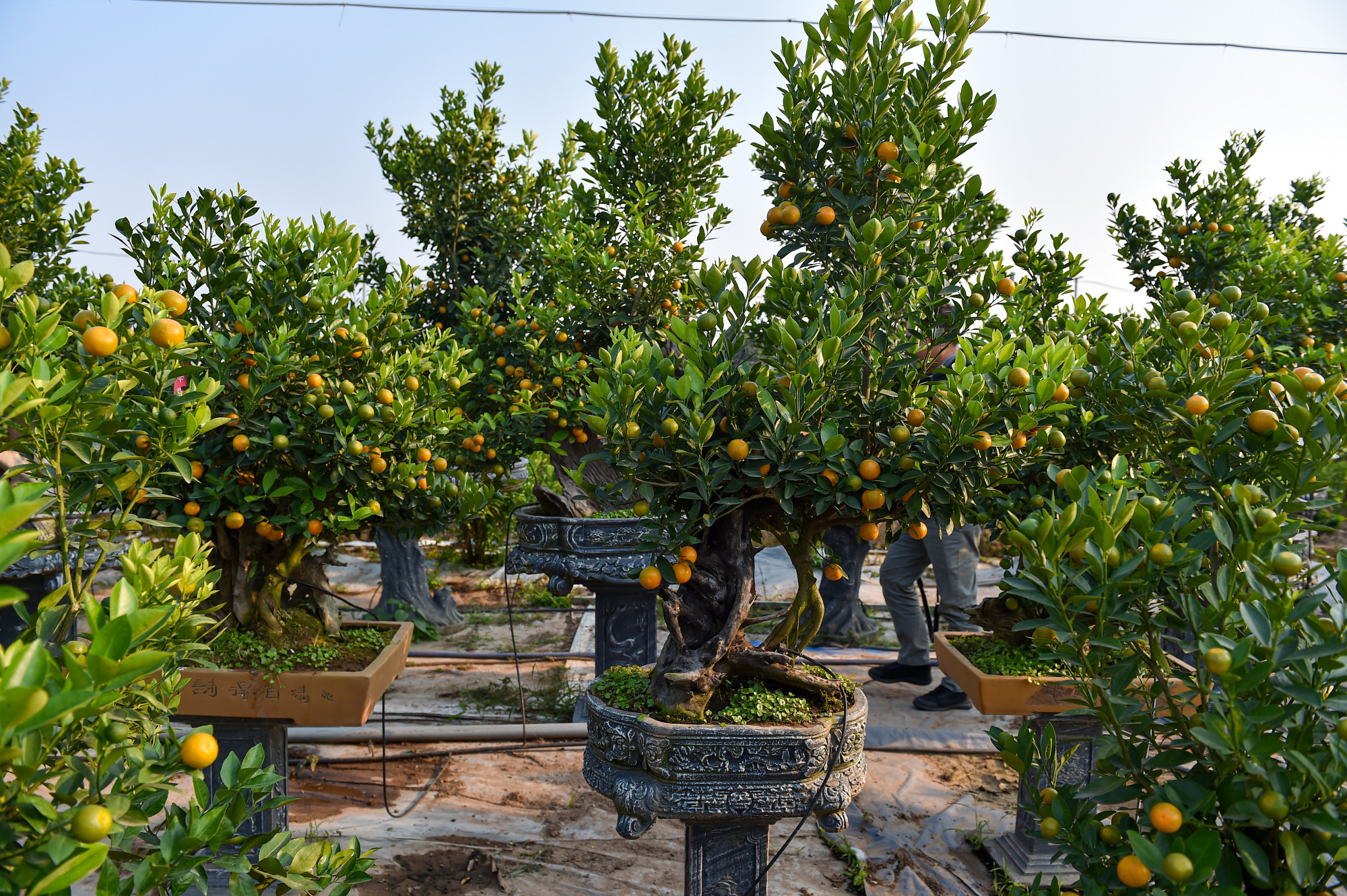 “Quất năm nay vừa được mùa lại được giá, ngay từ đầu tháng nhà tôi bắt đầu đón các thương lái đến thăm và chọn mua. Năm nay thời tiết ủng hộ, quất to và nhiều quả hơn nên có lẽ giá bán sẽ cao hơn năm ngoái”, anh Trần Ngọc Hiệp (chủ vườn quất cảnh tại Tứ Liên) chia sẻ.